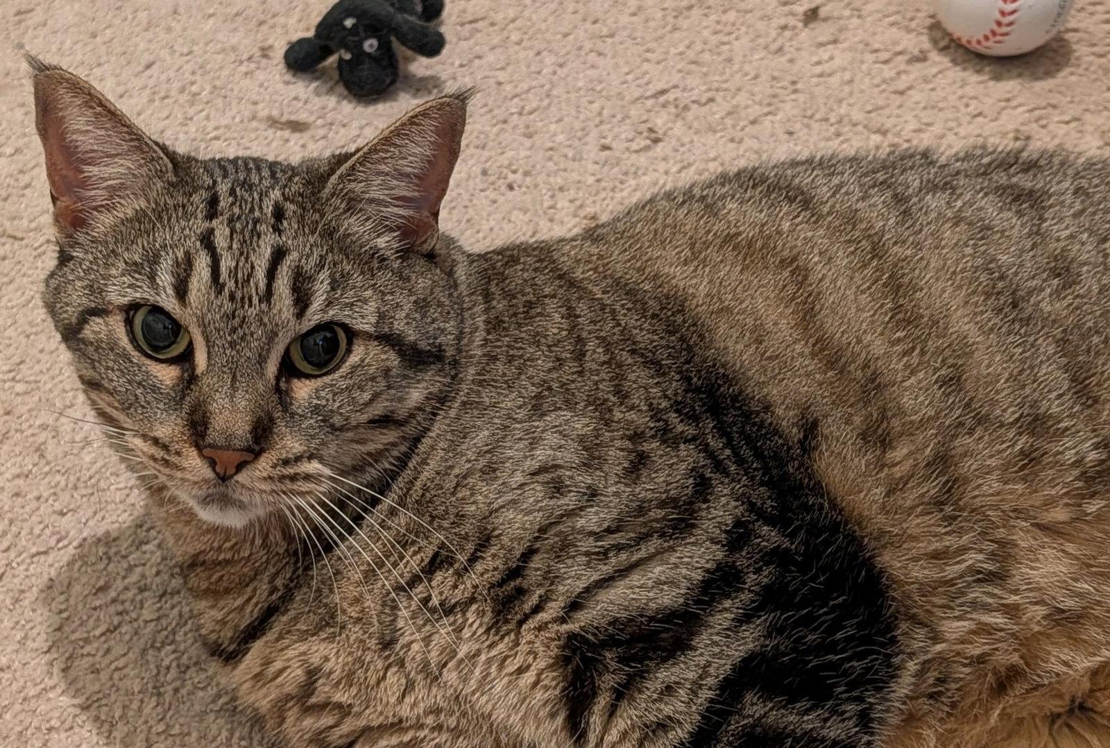 Sheila, Adoptable, Adult Female Tabby & Domestic Short Hair.