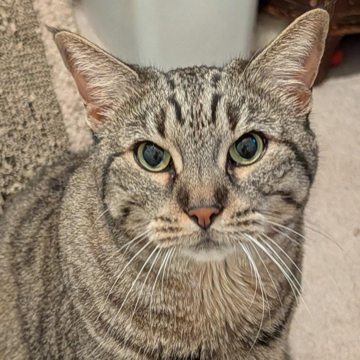 Enlarge Sheila, a Adoptable mixed breed in Garland, TX image 3/3