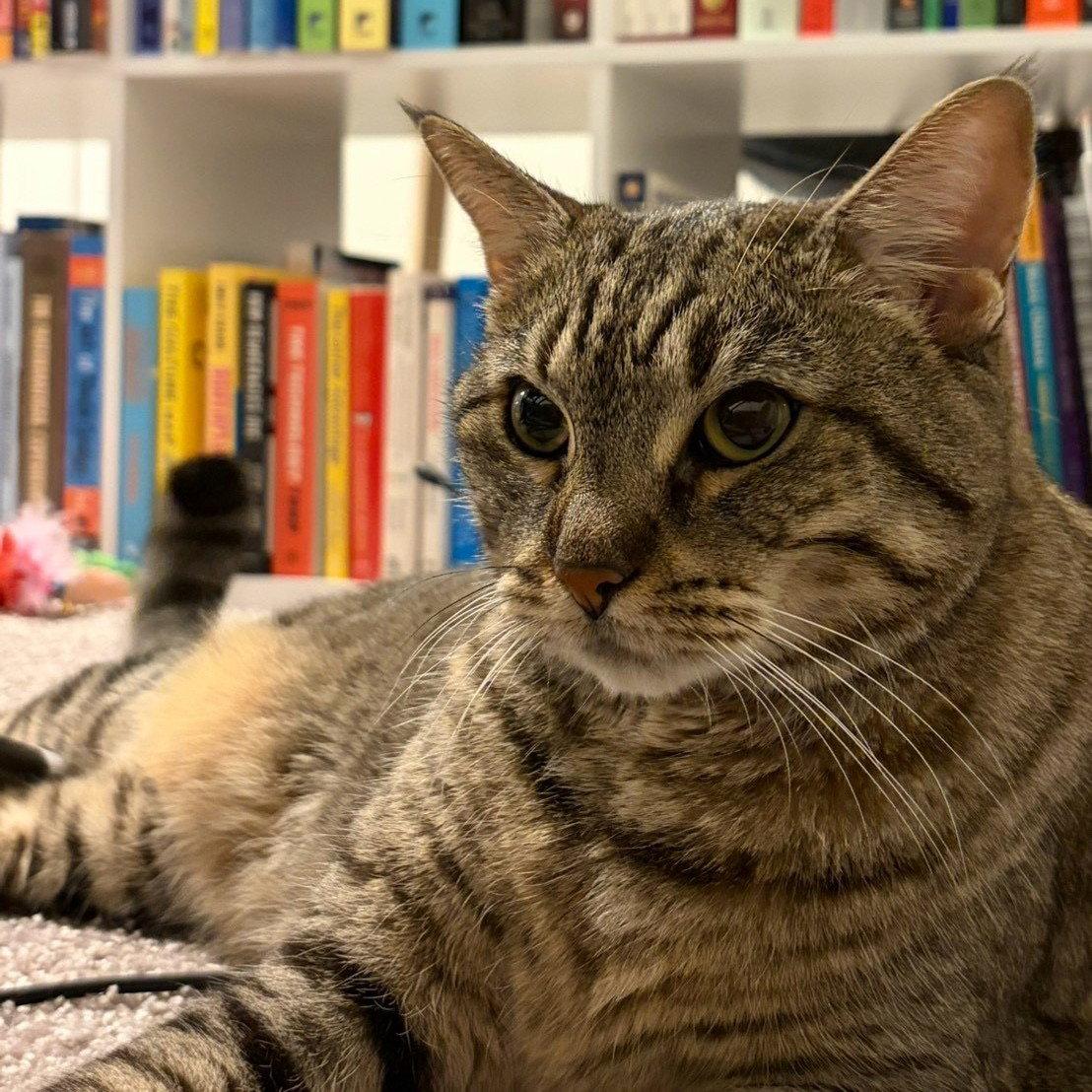 Enlarge Sheila, a Adoptable mixed breed in Garland, TX image 1/3