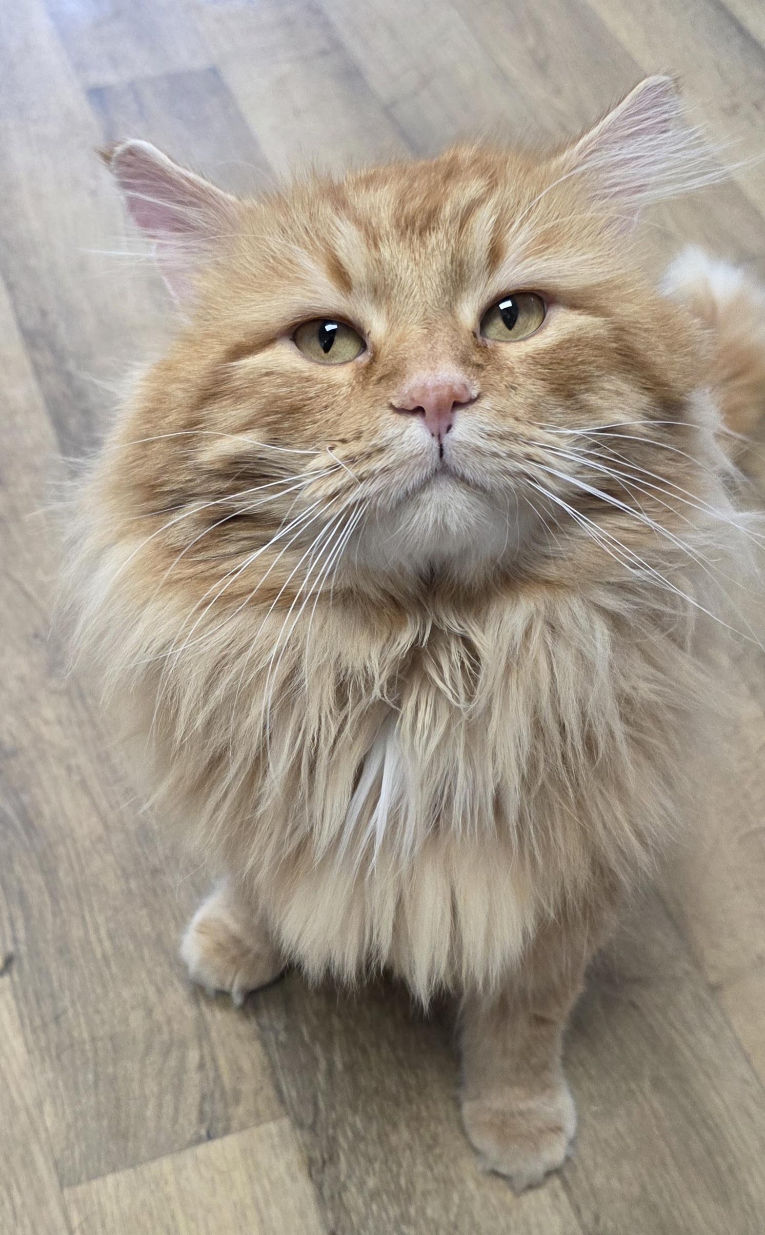 Enlarge Hank, a ADOPTABLE Domestic Long Hair in Polson, MT image 1/3