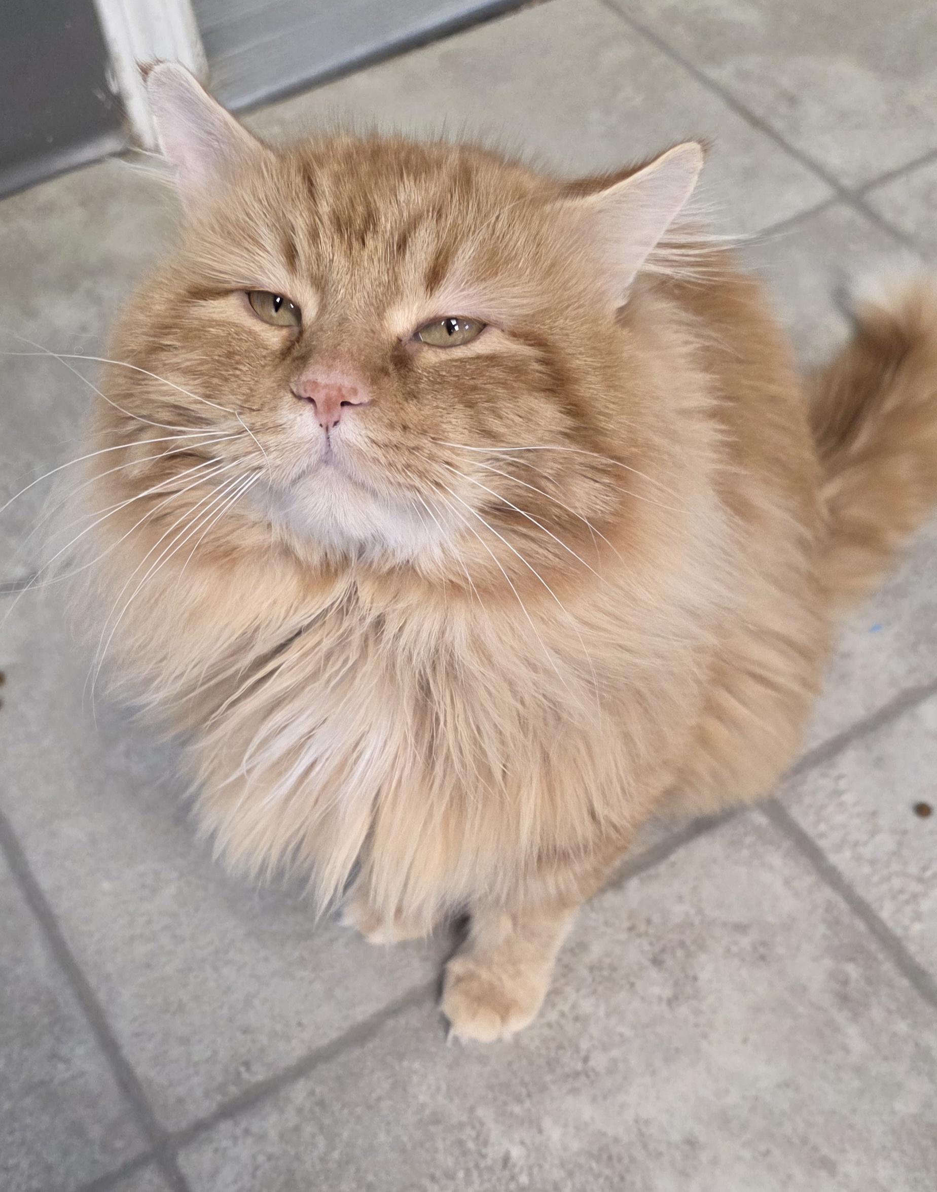 Enlarge Hank, a ADOPTABLE Domestic Long Hair in Polson, MT image 3/3