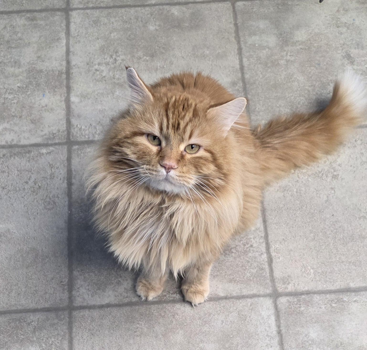 Enlarge Hank, a ADOPTABLE Domestic Long Hair in Polson, MT image 2/3