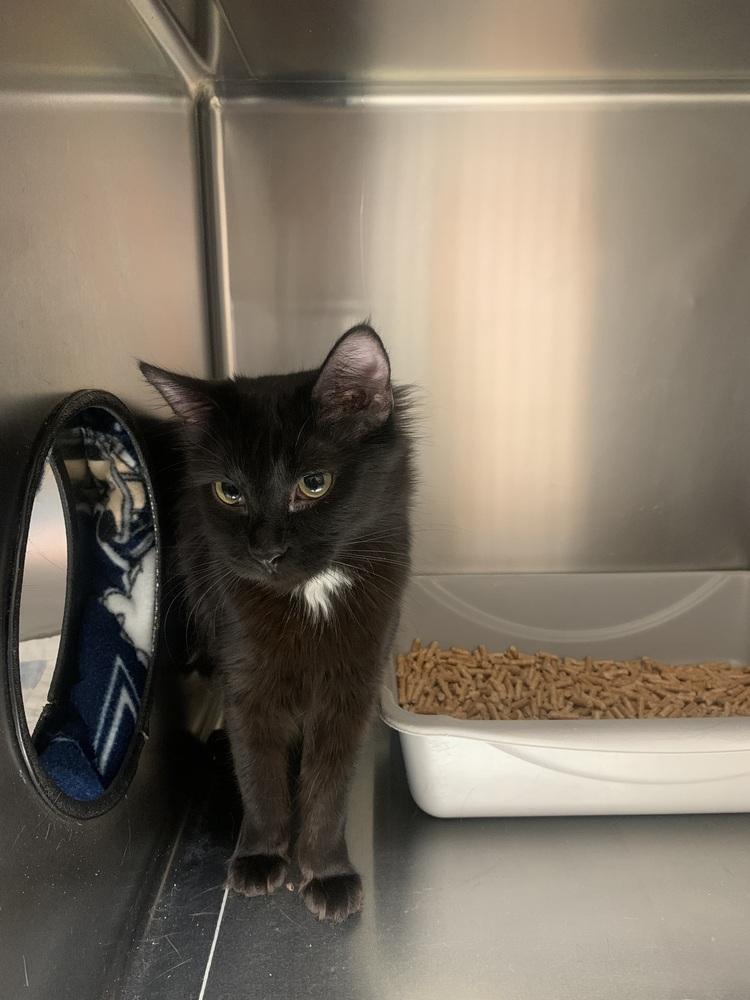 Enlarge Jinx, a Adoptable mixed breed in Salmon, ID image 2/3