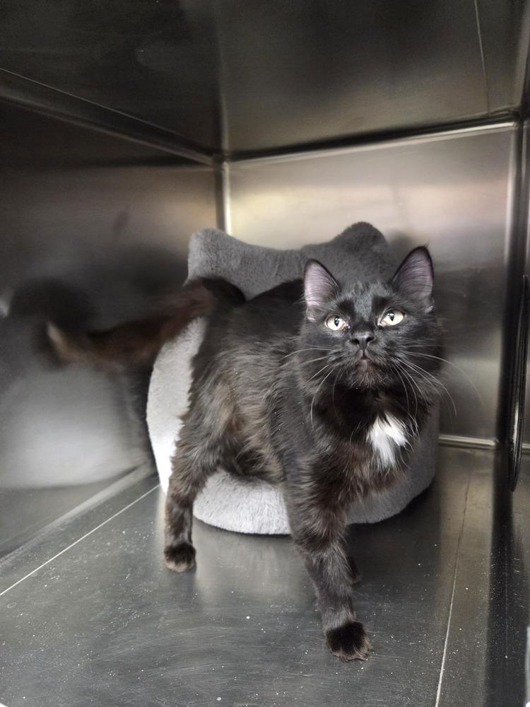 Enlarge Jinx, a Adoptable mixed breed in Salmon, ID image 3/3