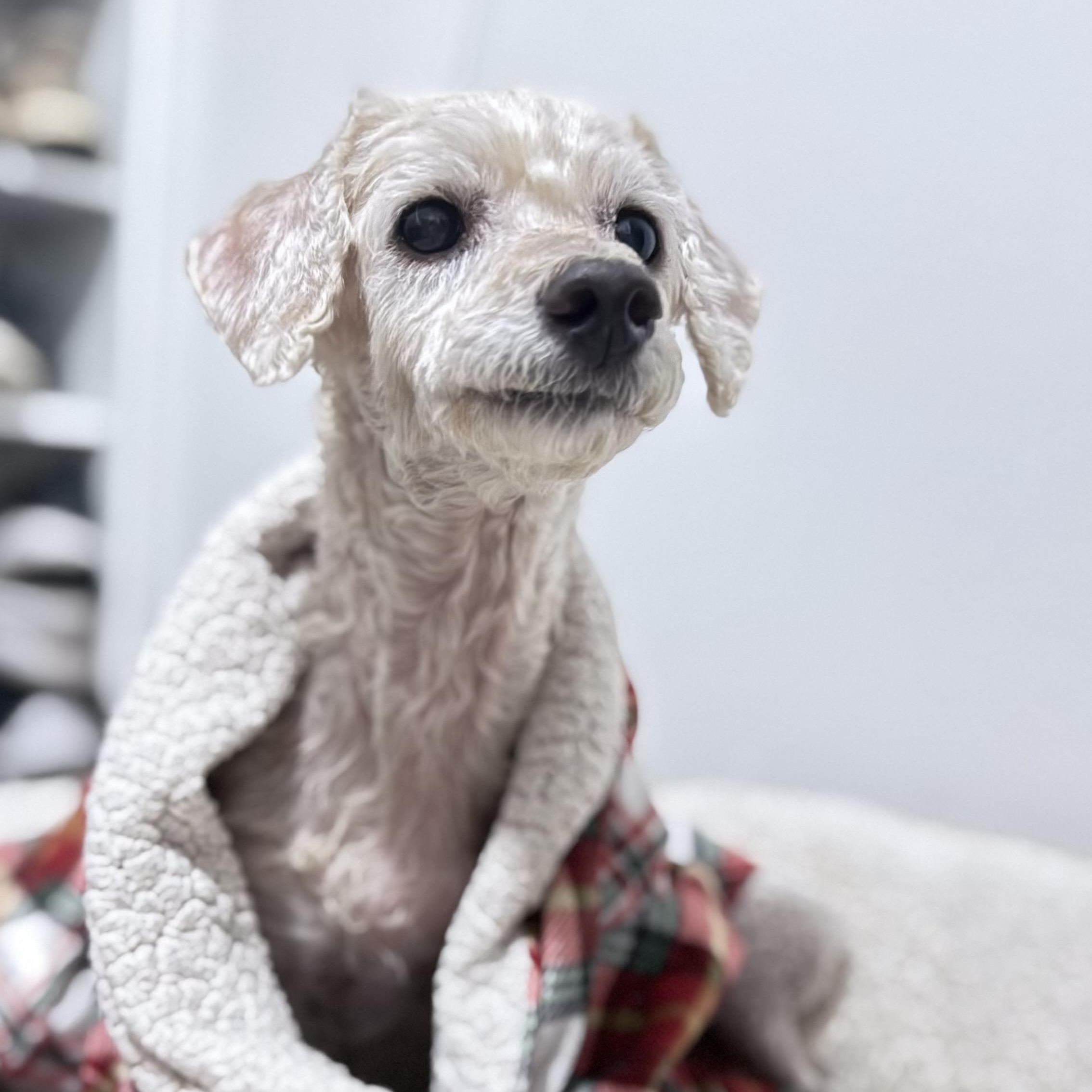 Enlarge Toulouse, a Adopted mixed breed in West Hollywood, CA image 1/6