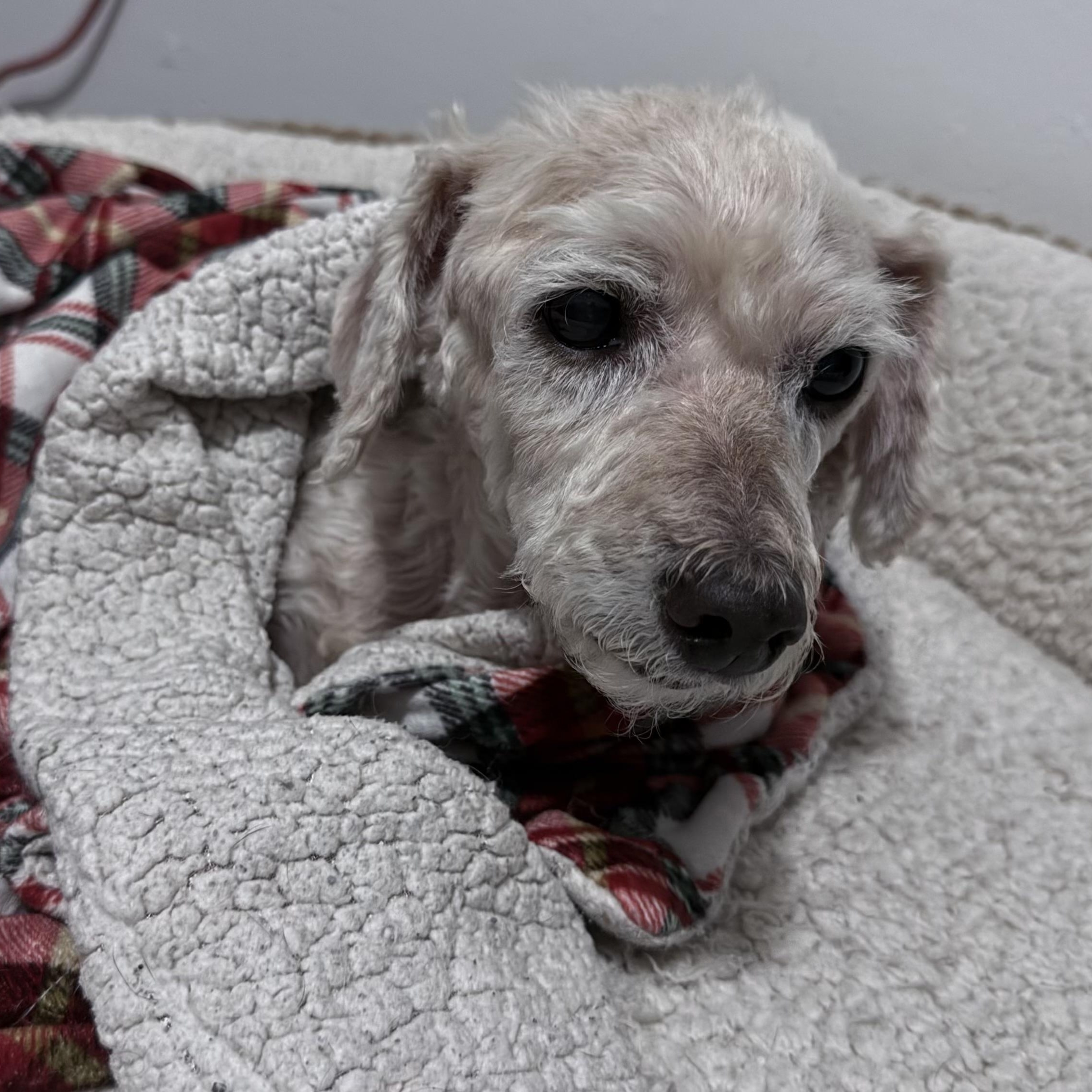 Enlarge Toulouse, a Adopted mixed breed in West Hollywood, CA image 5/6