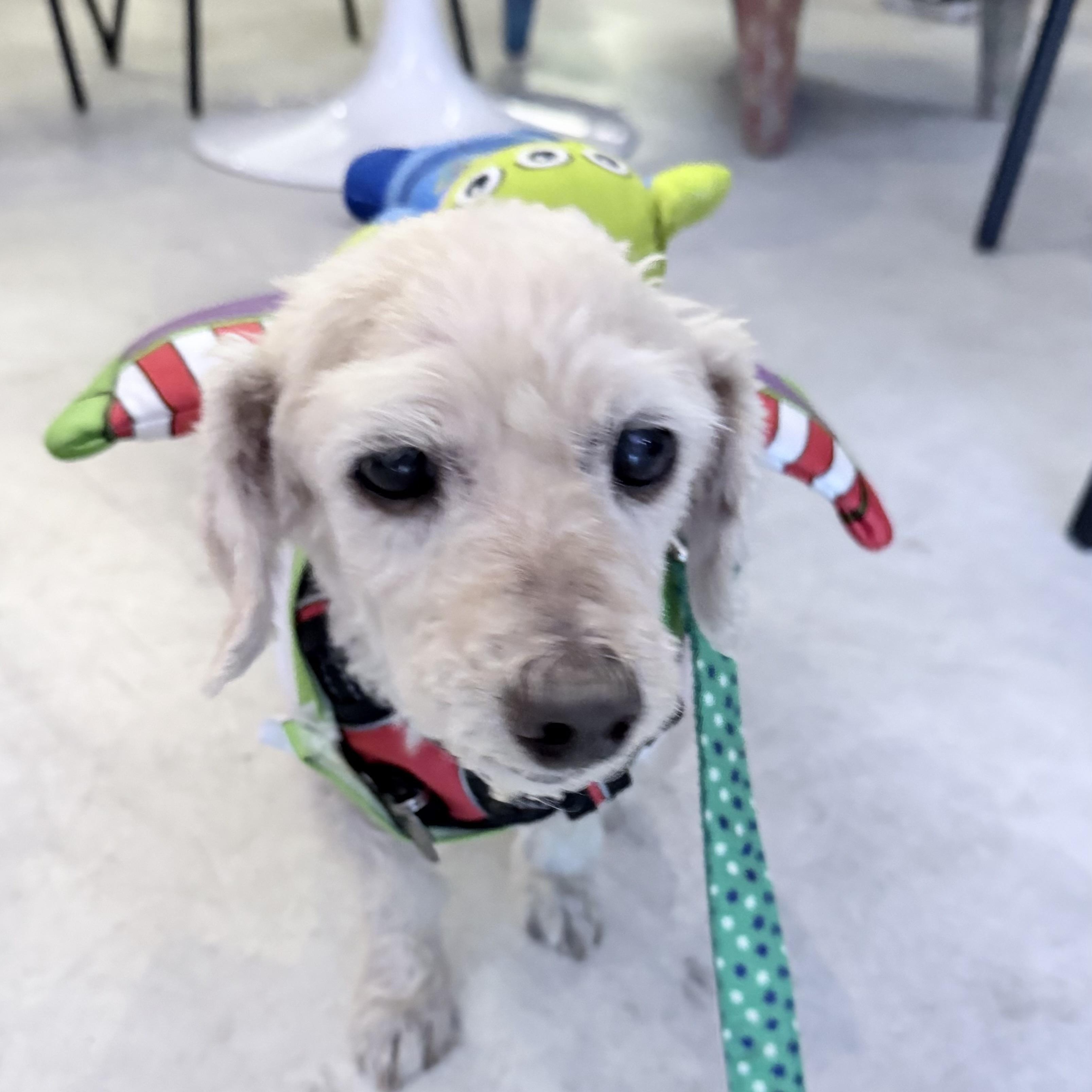 Enlarge Toulouse, a Adopted mixed breed in West Hollywood, CA image 3/6