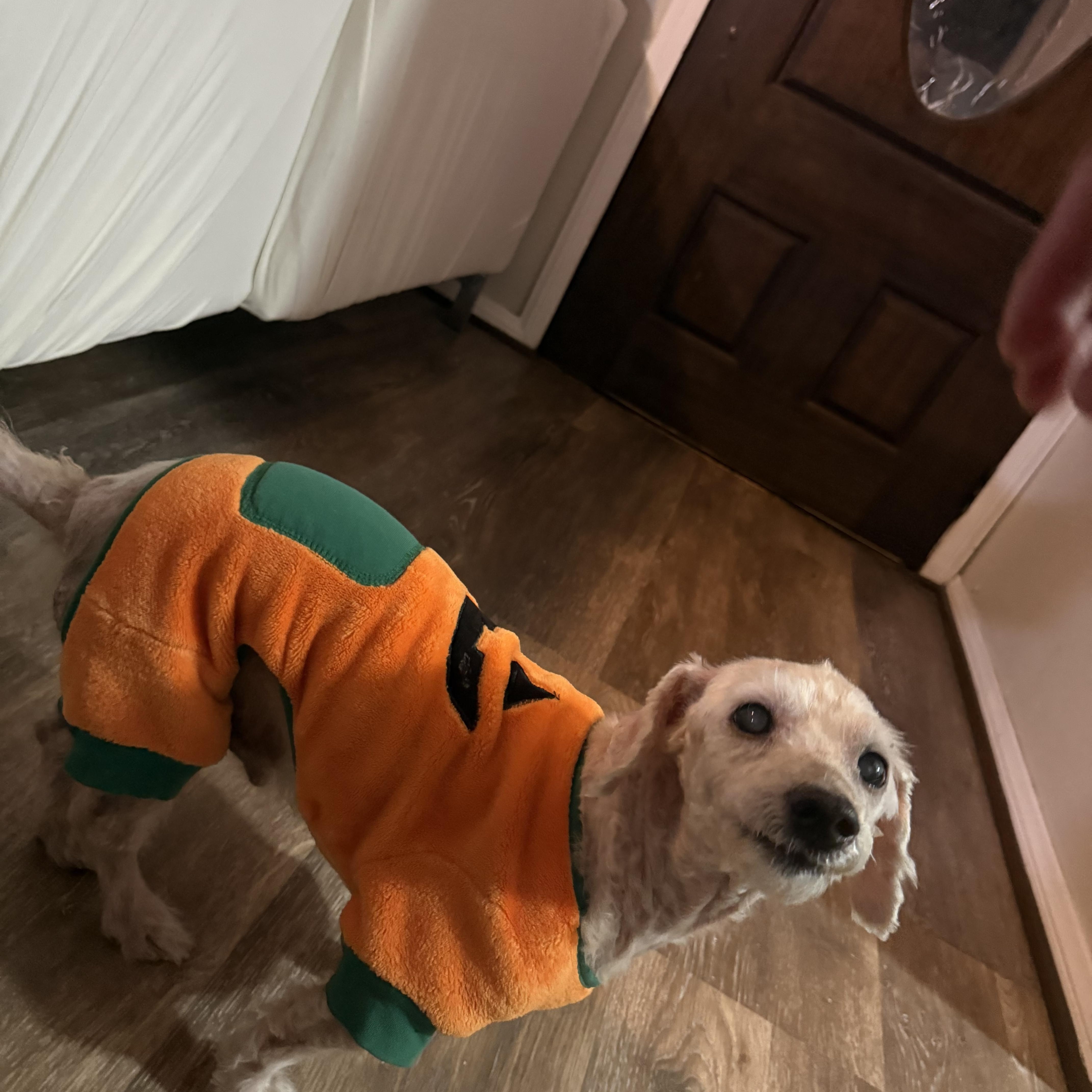 Enlarge Toulouse, a Adopted mixed breed in West Hollywood, CA image 4/6