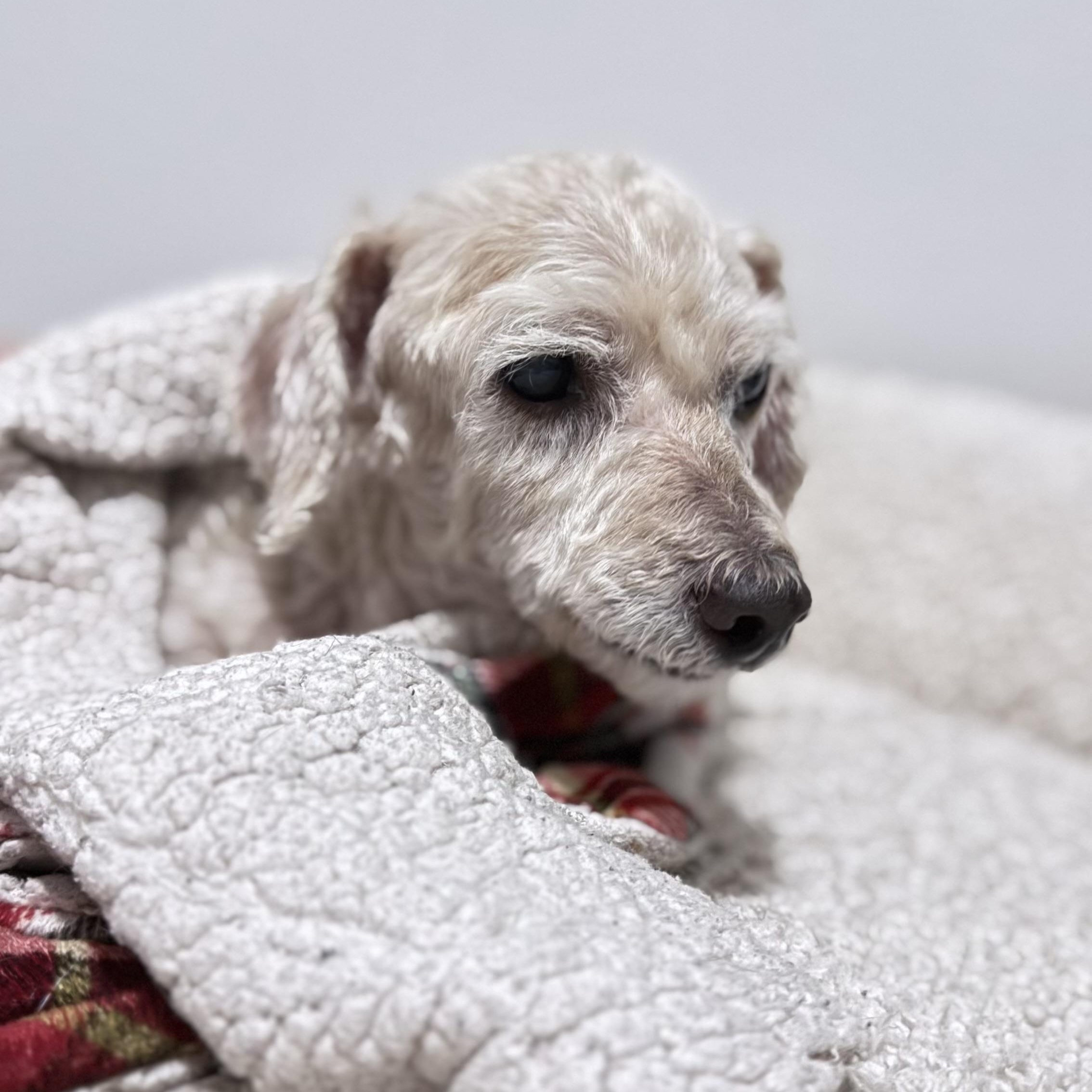 Enlarge Toulouse, a Adopted mixed breed in West Hollywood, CA image 6/6