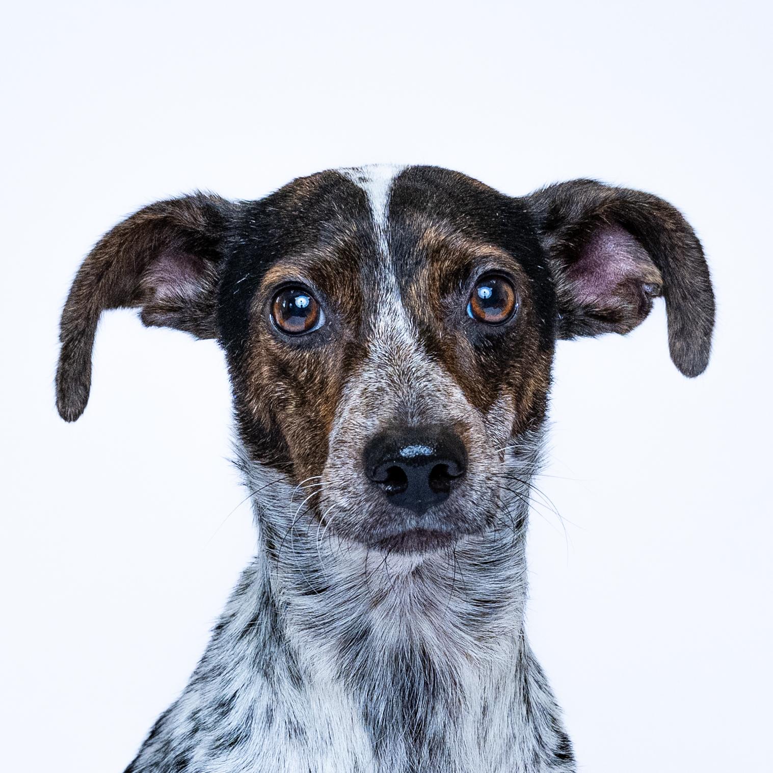 Kaja, Adoptable, Young Male Terrier.