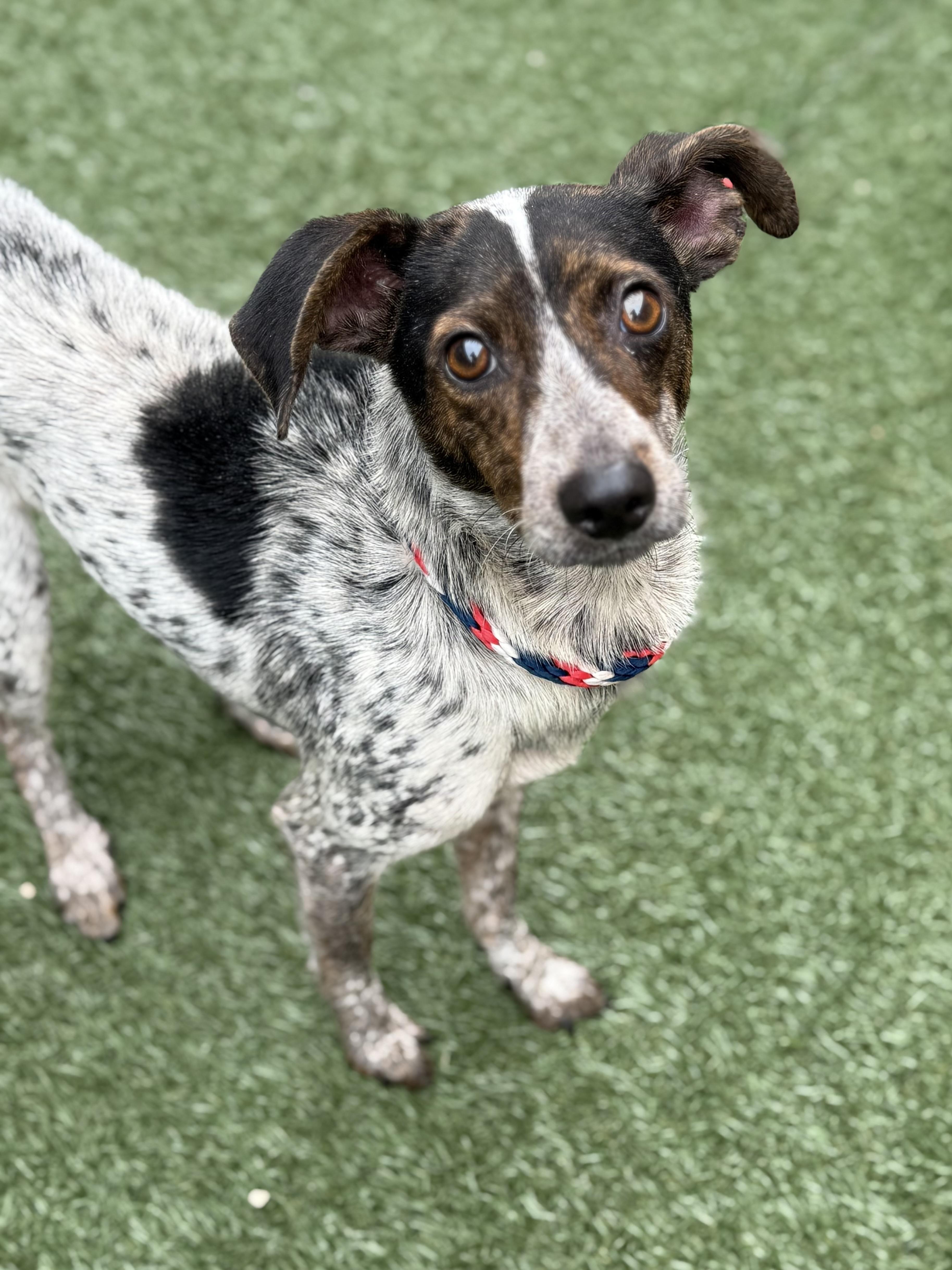 Kaja, a Adoptable mixed breed in Itasca, IL image 2/2