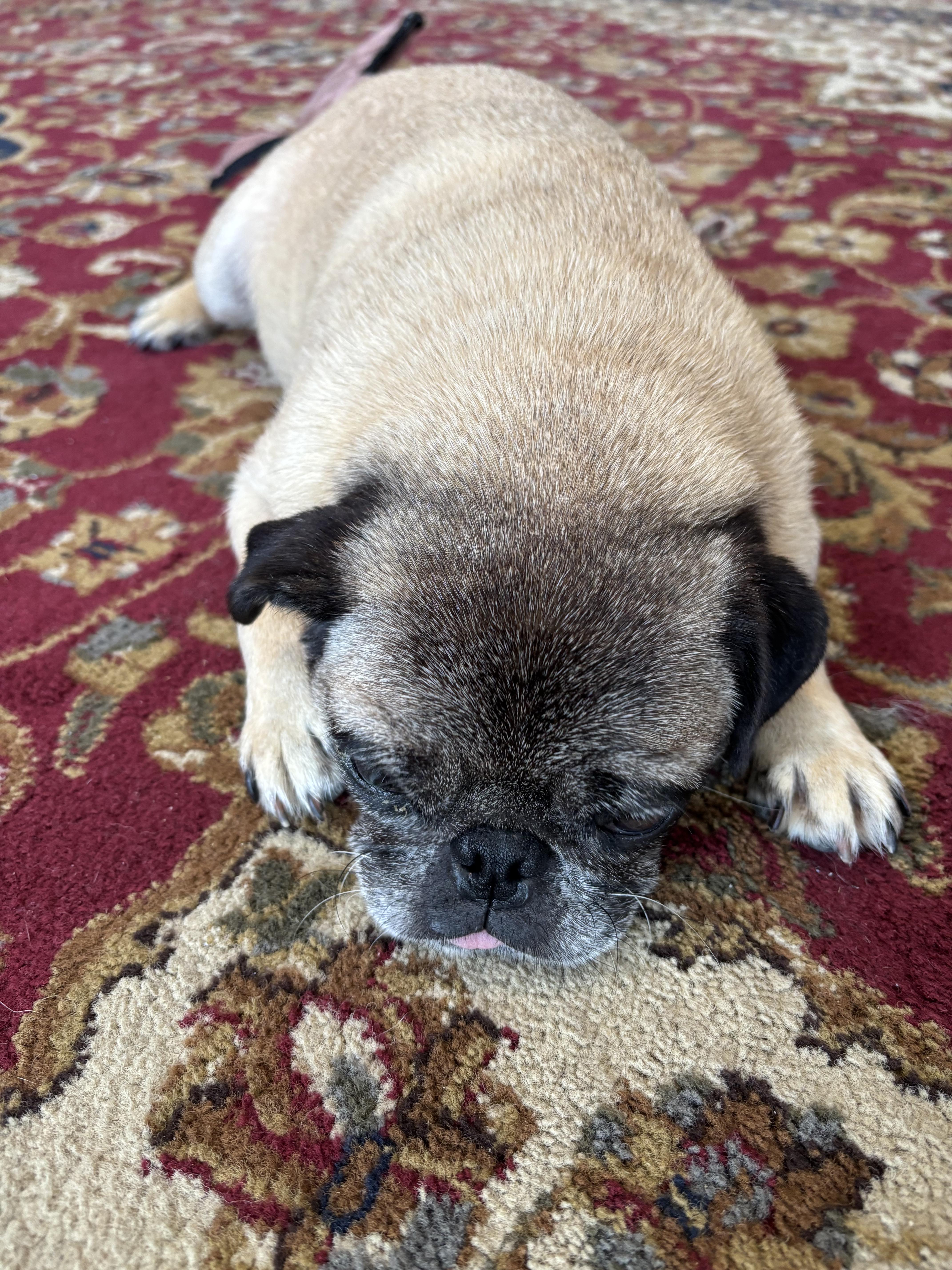 Pansy  Pug thumbnail 3
