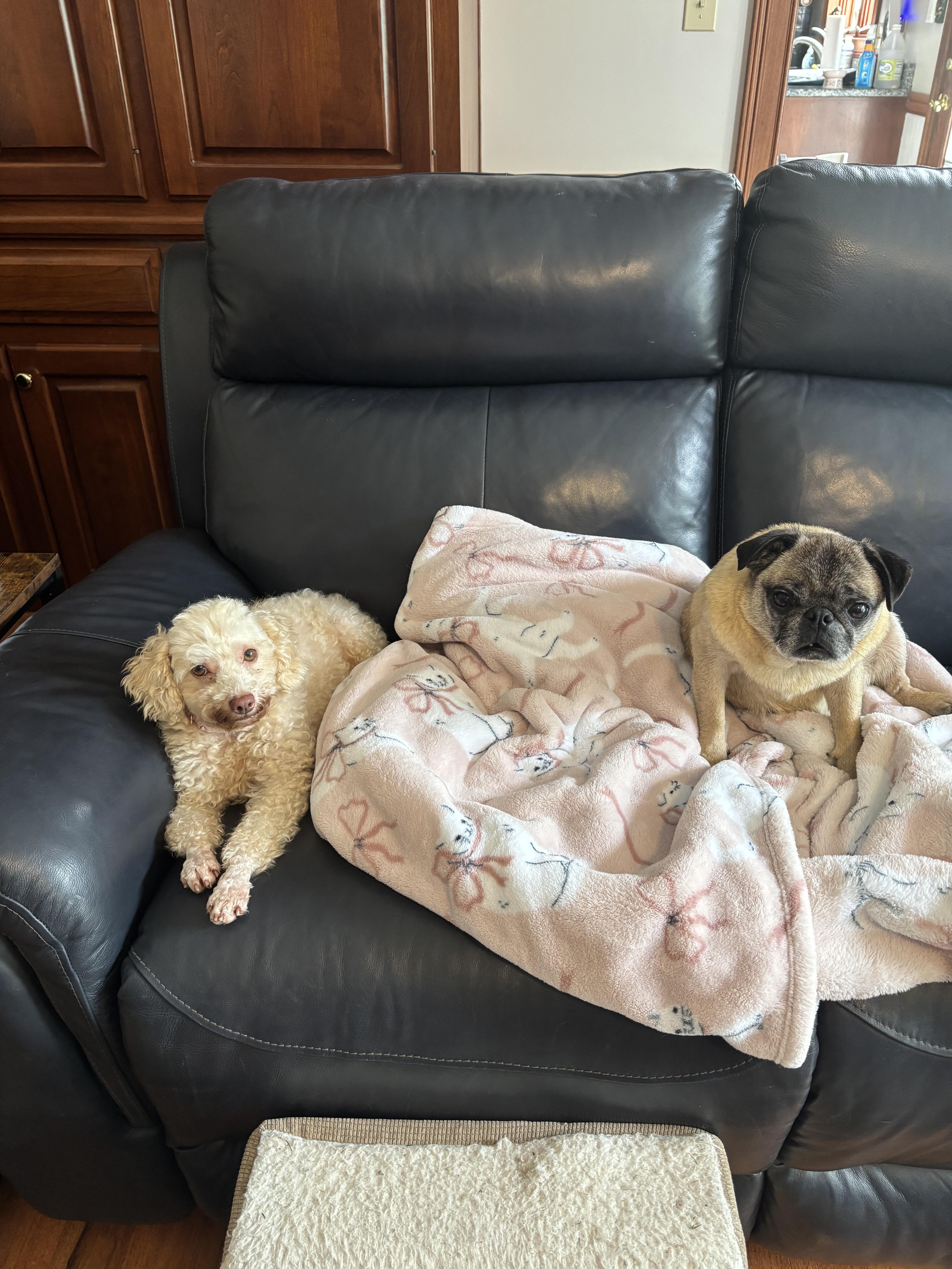 Pansy  Pug