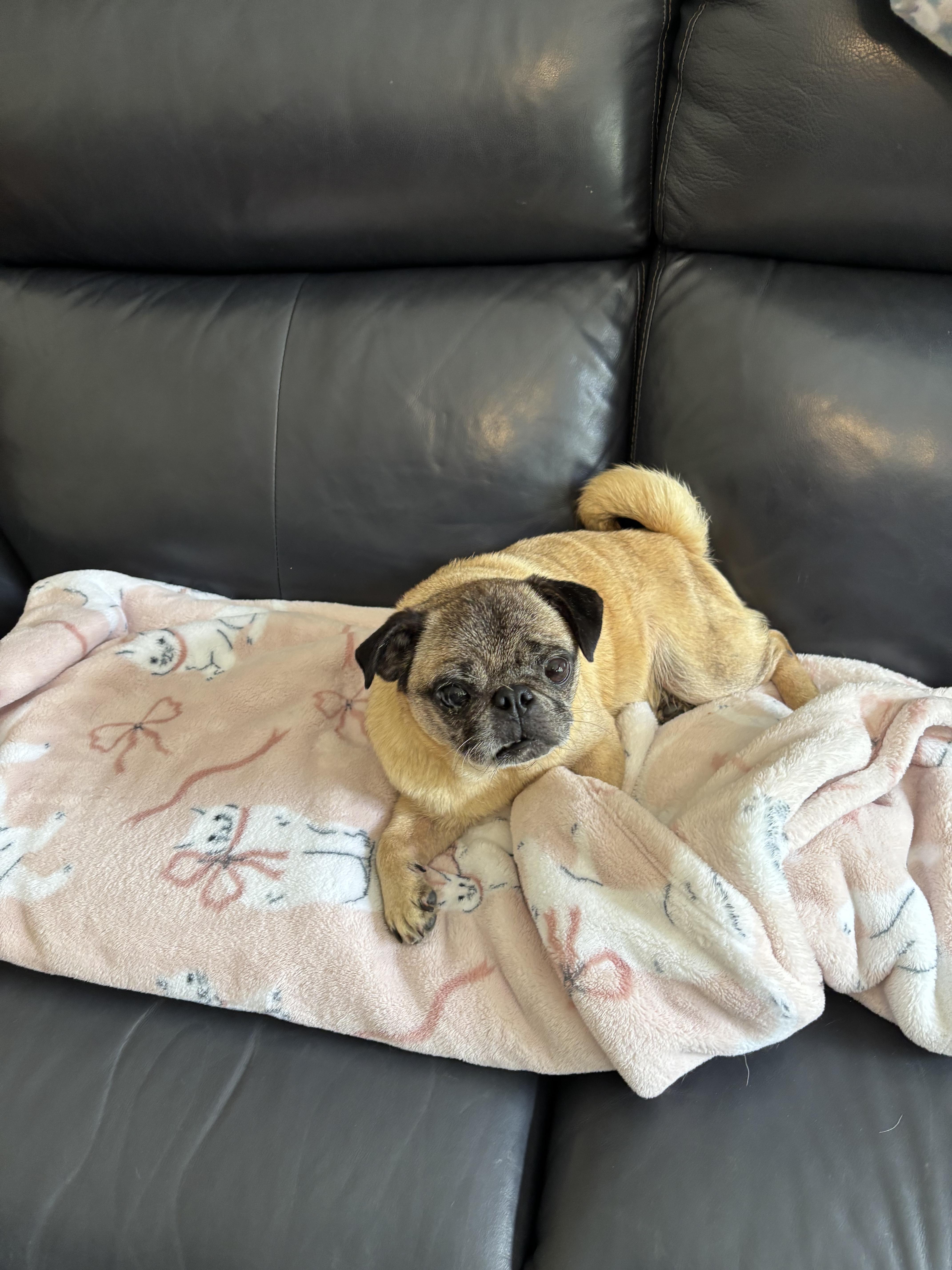 Pansy  Pug thumbnail 2