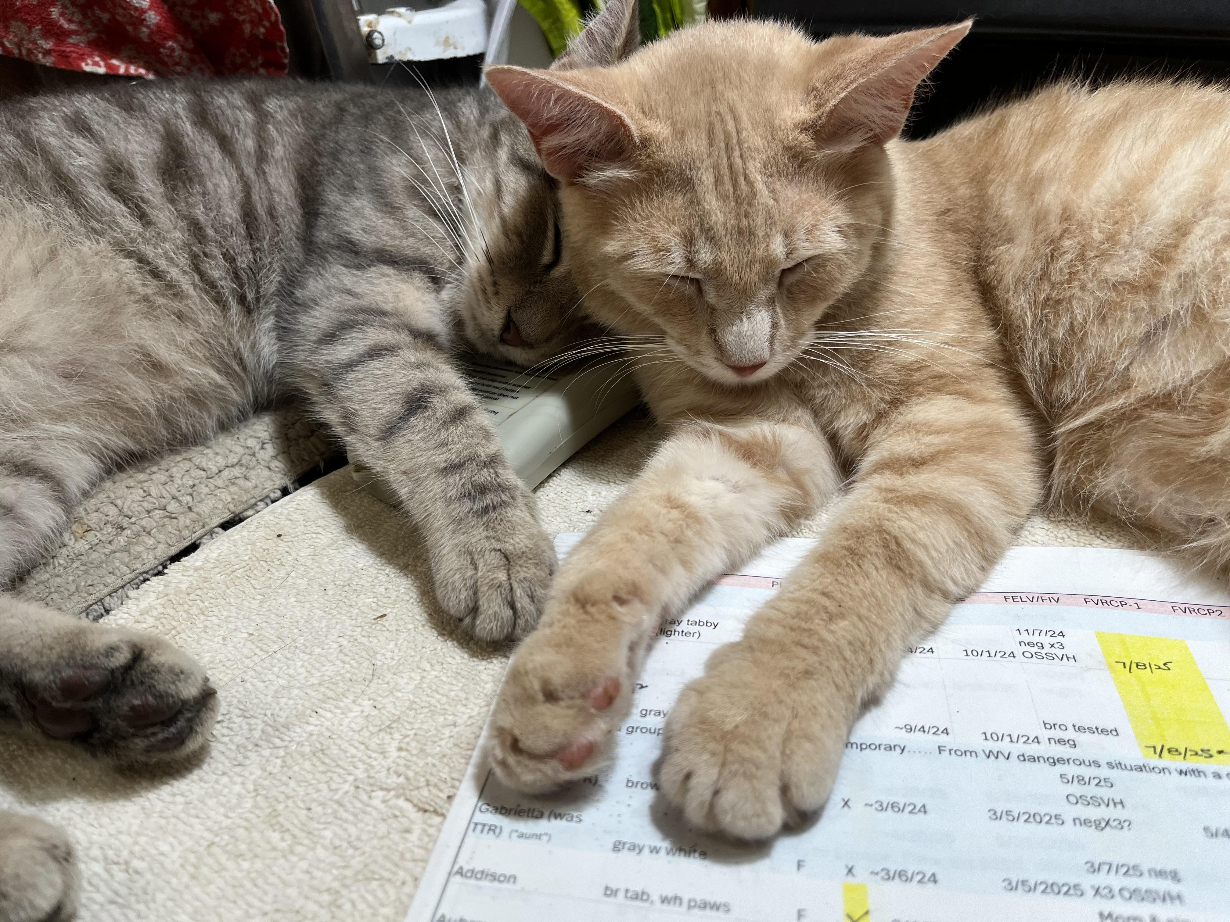 Enlarge Truckie, Addison, and Michel, a Adoptable Domestic Short Hair in Mount Airy, MD image 1/4