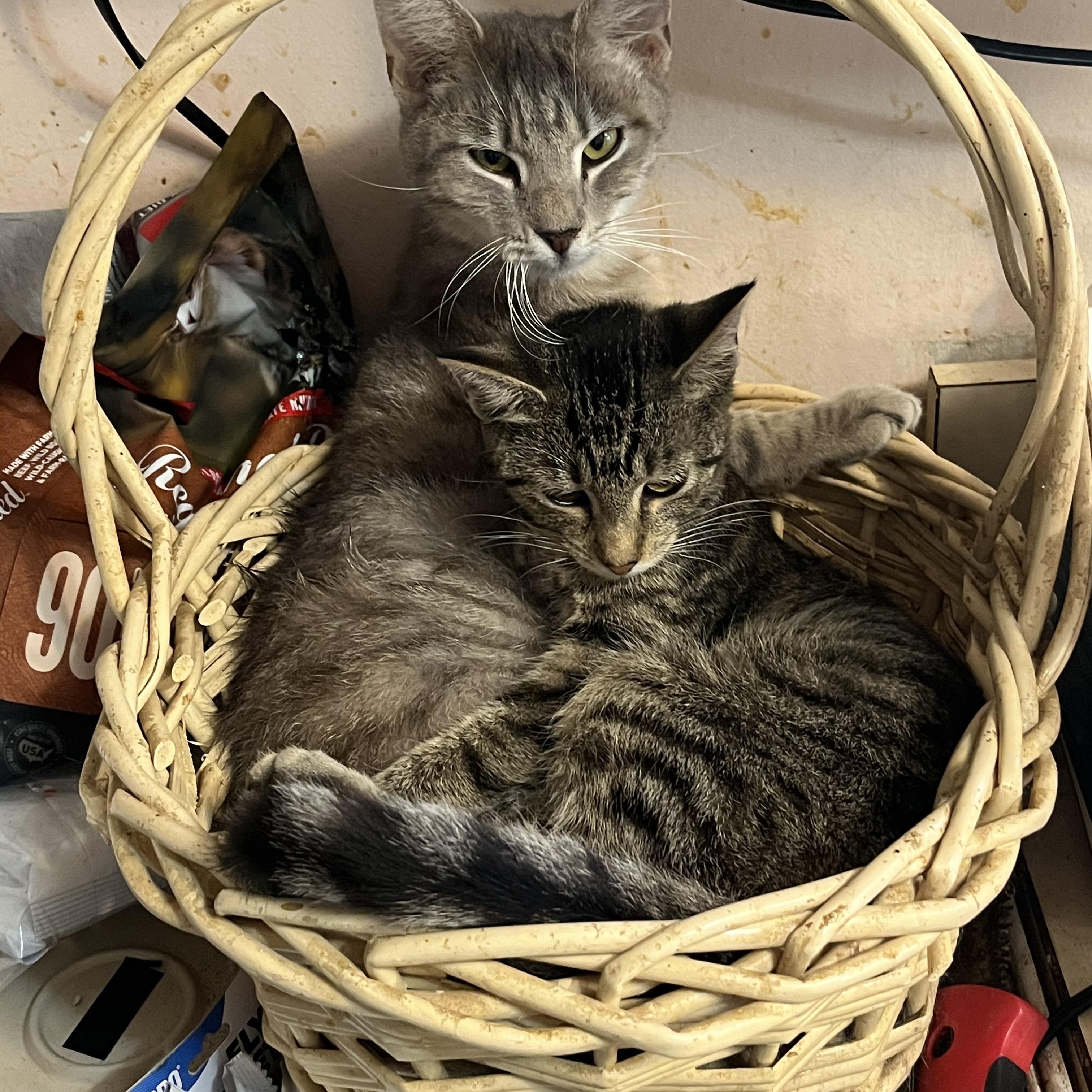 Enlarge Truckie, Addison, and Michel, a Adoptable Domestic Short Hair in Mount Airy, MD image 2/4