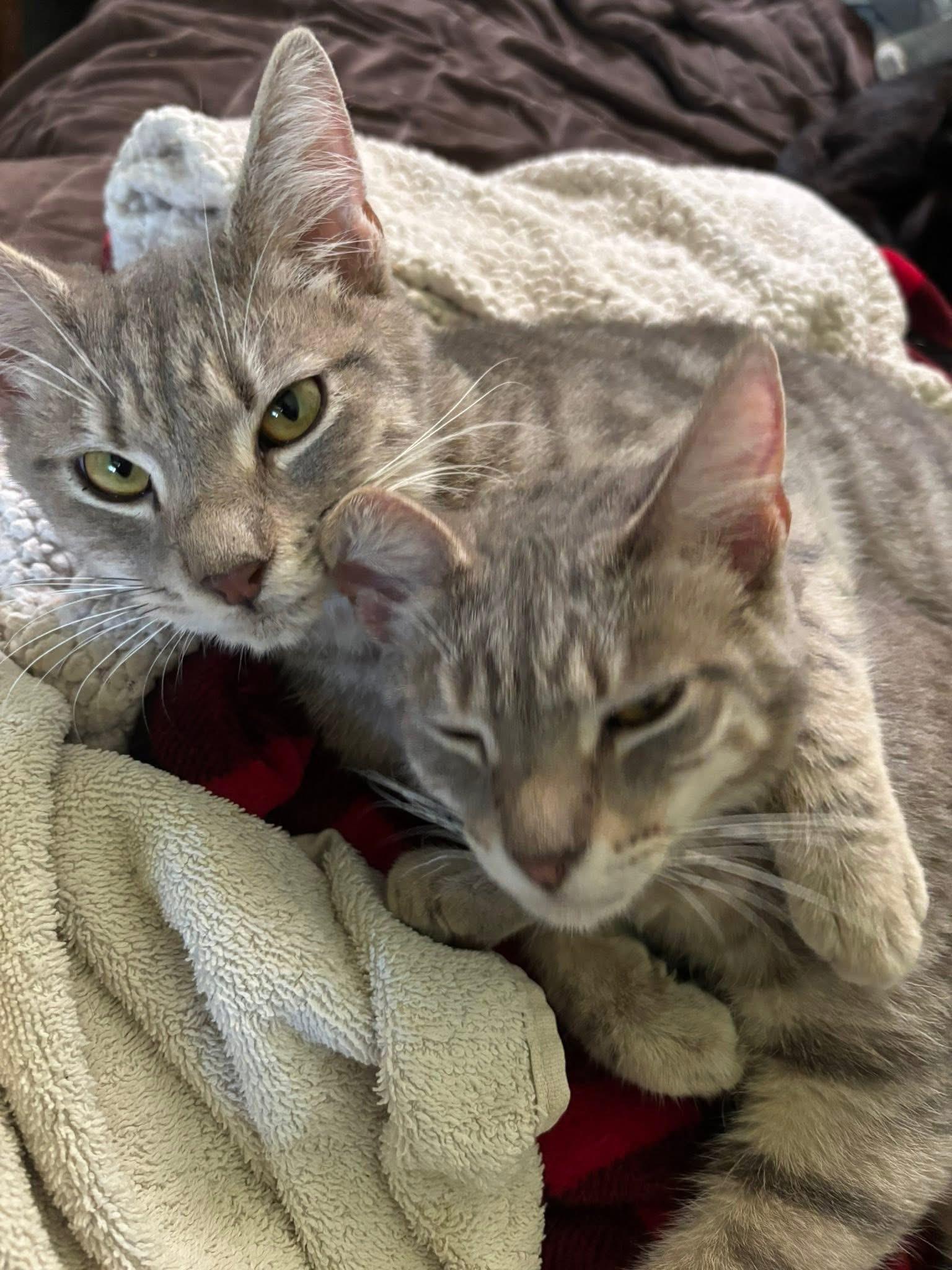 Enlarge Truckie, Addison, and Michel, a Adoptable Domestic Short Hair in Mount Airy, MD image 3/4