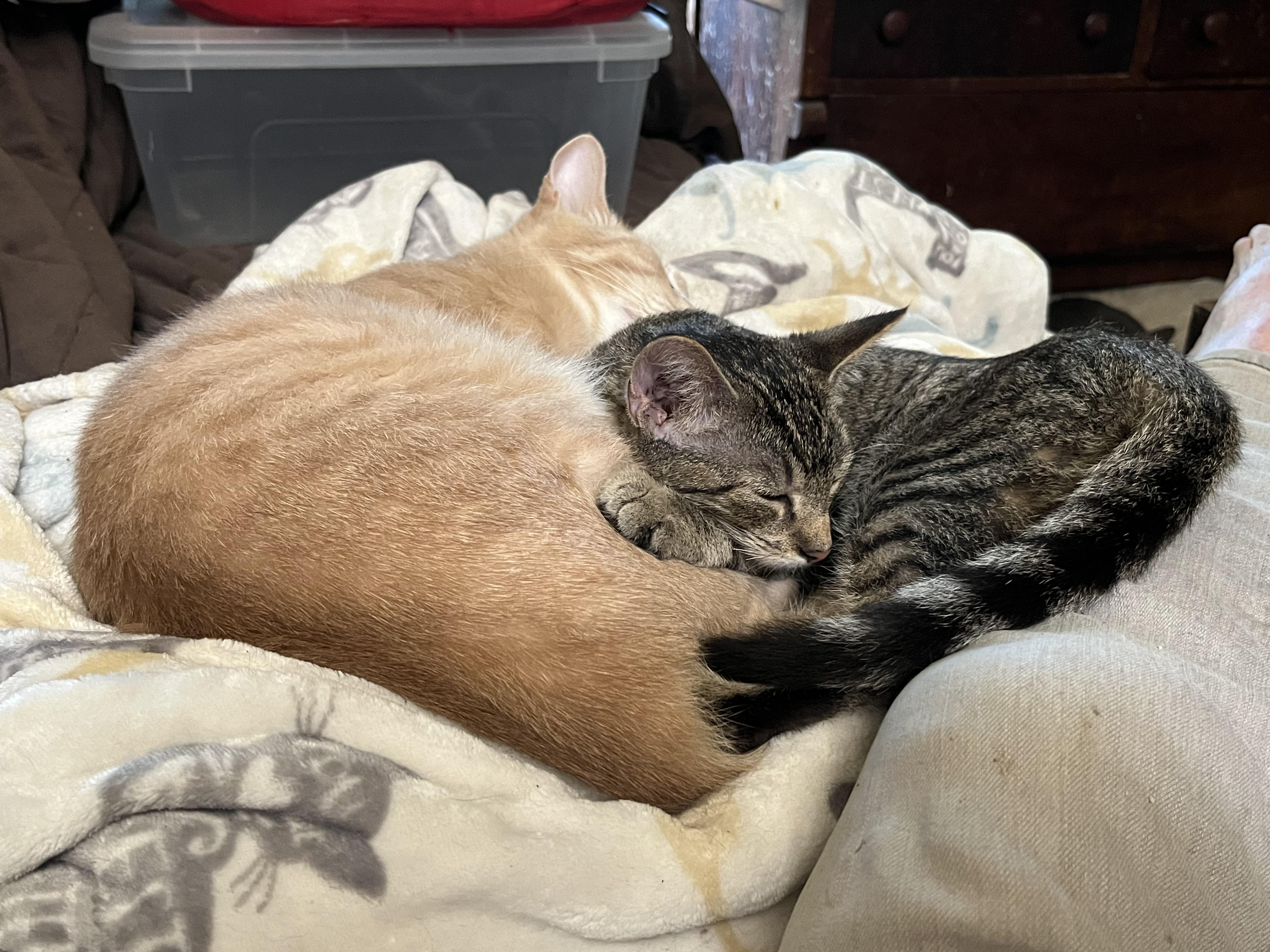 Enlarge Truckie, Addison, and Michel, a Adoptable Domestic Short Hair in Mount Airy, MD image 4/4