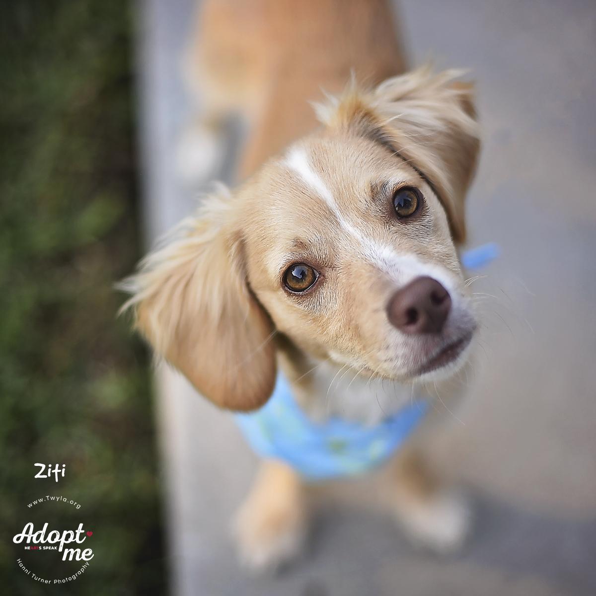 Ziti, a ADOPTABLE mixed breed image 1/6