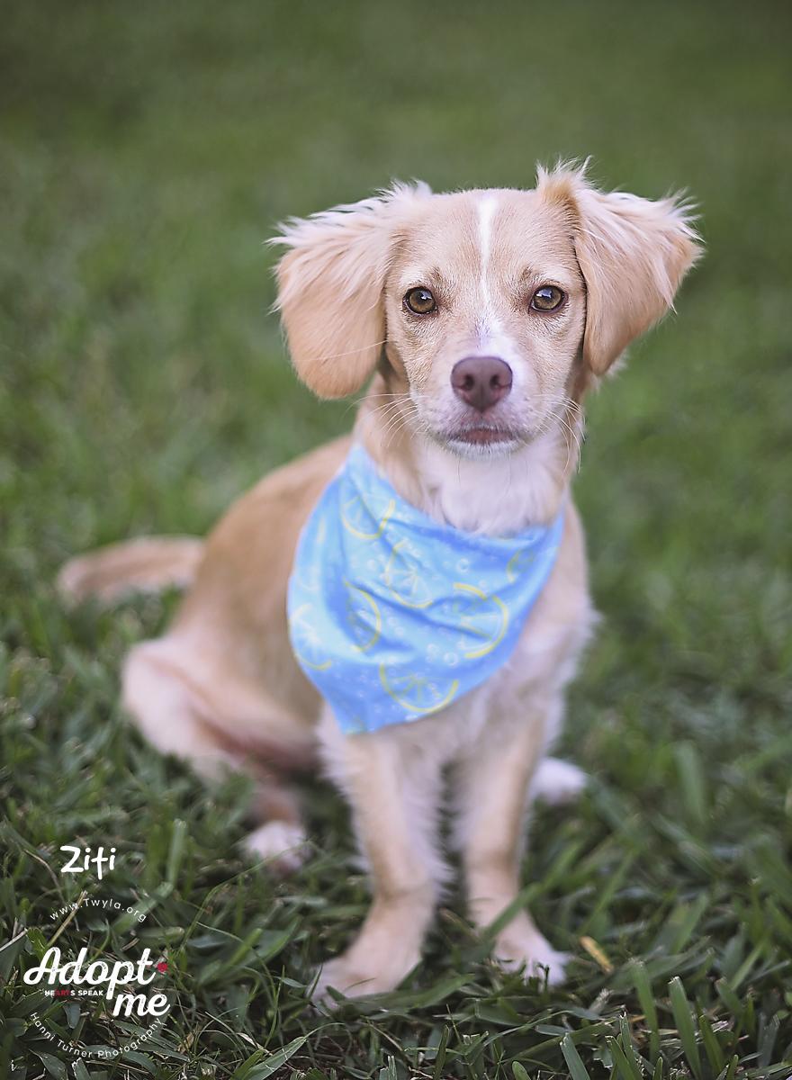 Ziti, a ADOPTABLE mixed breed image 2/6