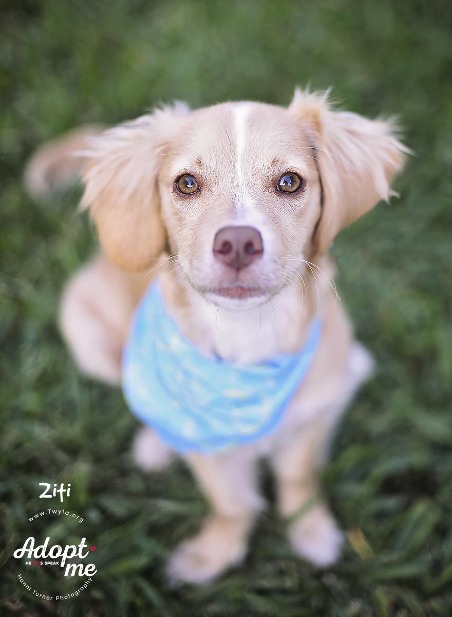 Ziti, a ADOPTABLE mixed breed image 3/6