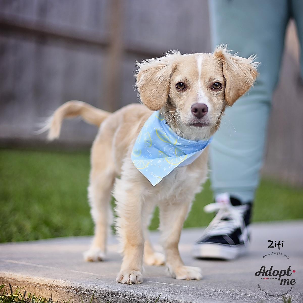 Ziti, a ADOPTABLE mixed breed image 4/6
