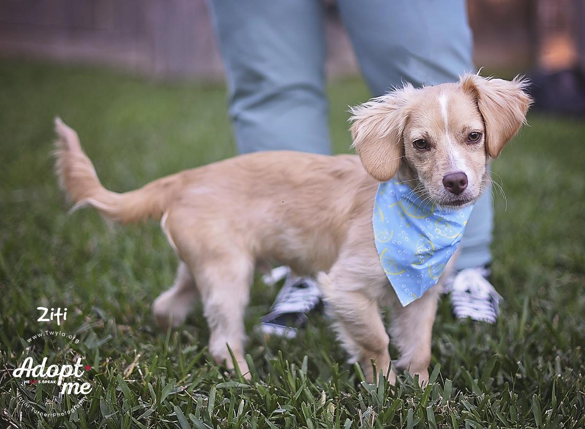 Ziti, a ADOPTABLE mixed breed image 5/6