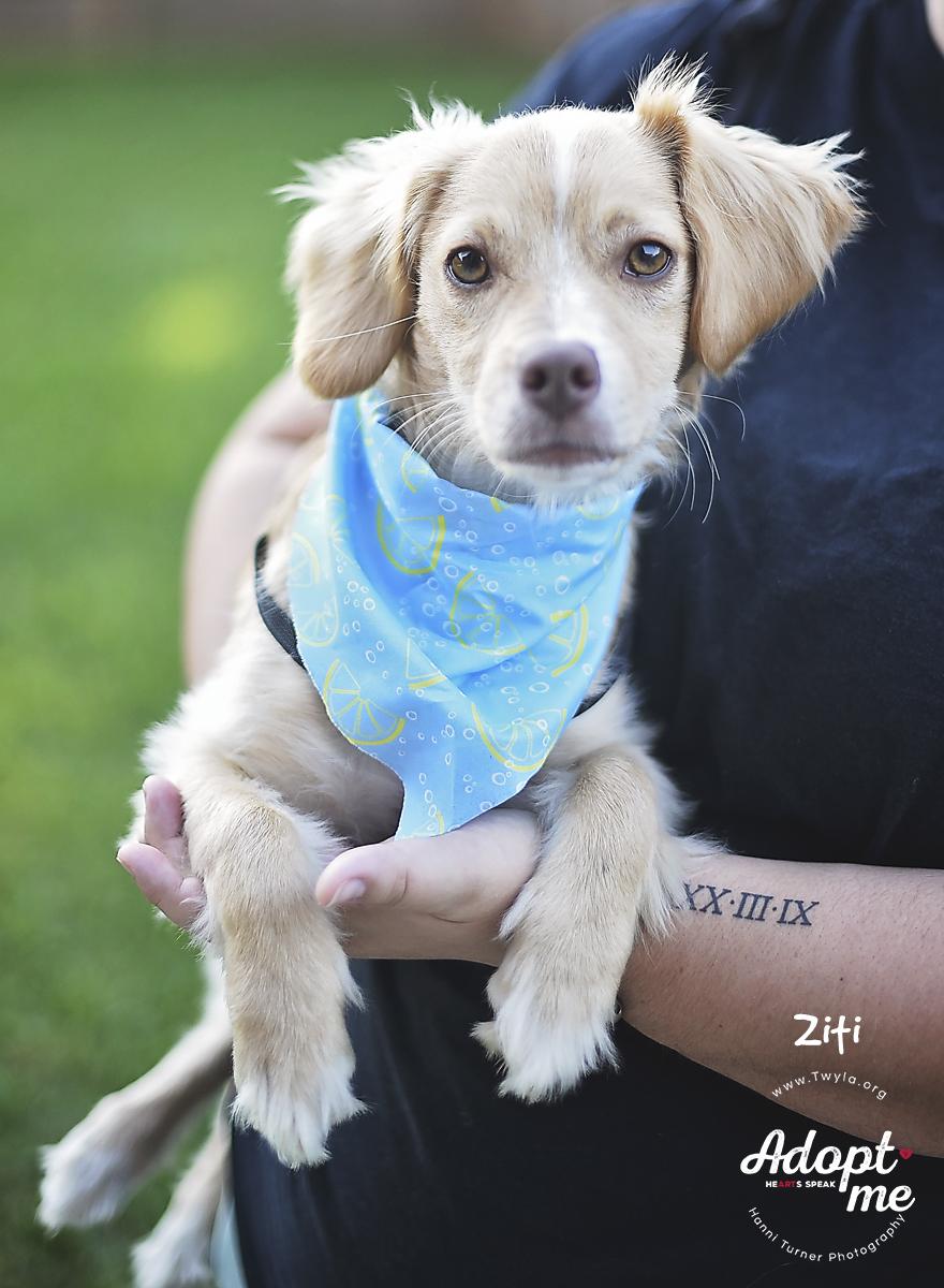 Ziti, a ADOPTABLE mixed breed image 6/6