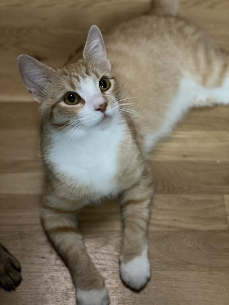 Enlarge Tang, a Adoptable mixed breed in Olyphant, PA image 2/6