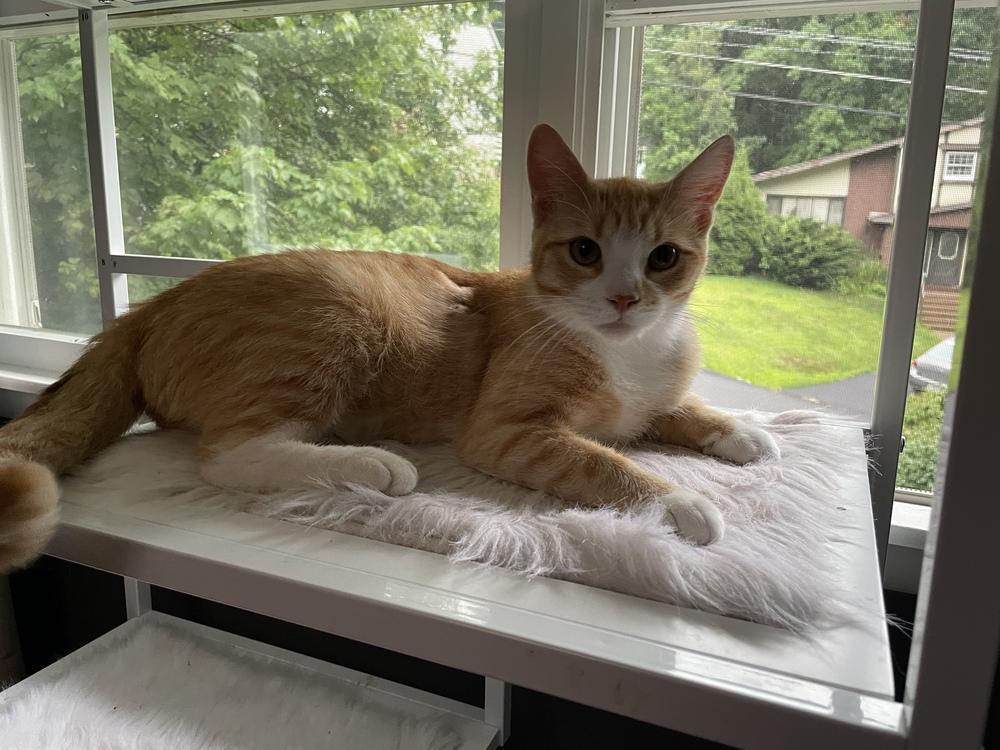 Enlarge Tang, a Adoptable mixed breed in Olyphant, PA image 4/6