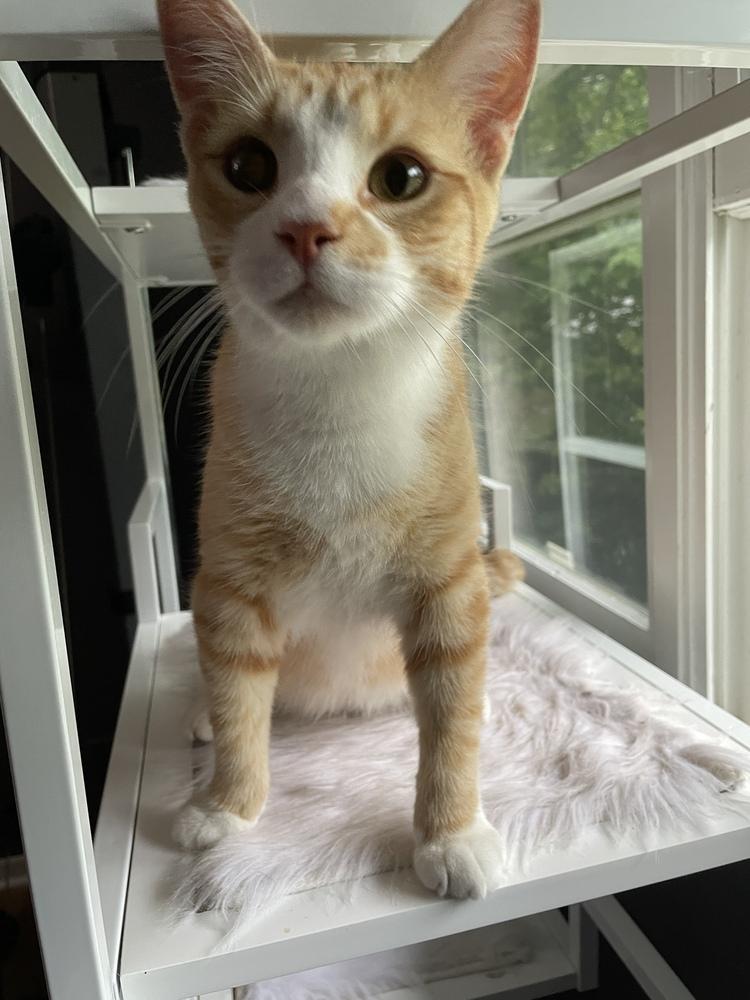 Enlarge Tang, a Adoptable mixed breed in Olyphant, PA image 5/6