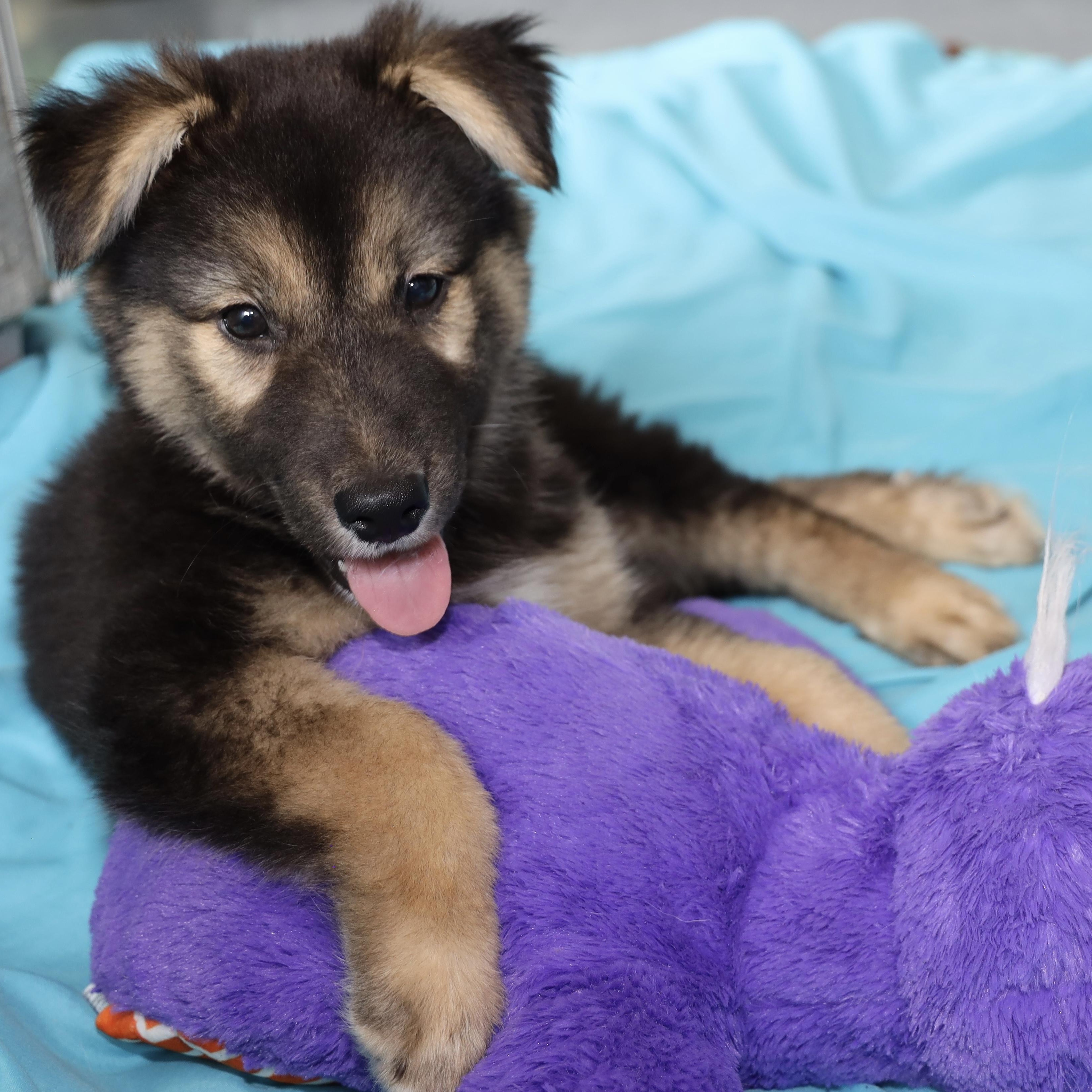 Batman, an adopted mixed breed in Allegan, MI image 4/6