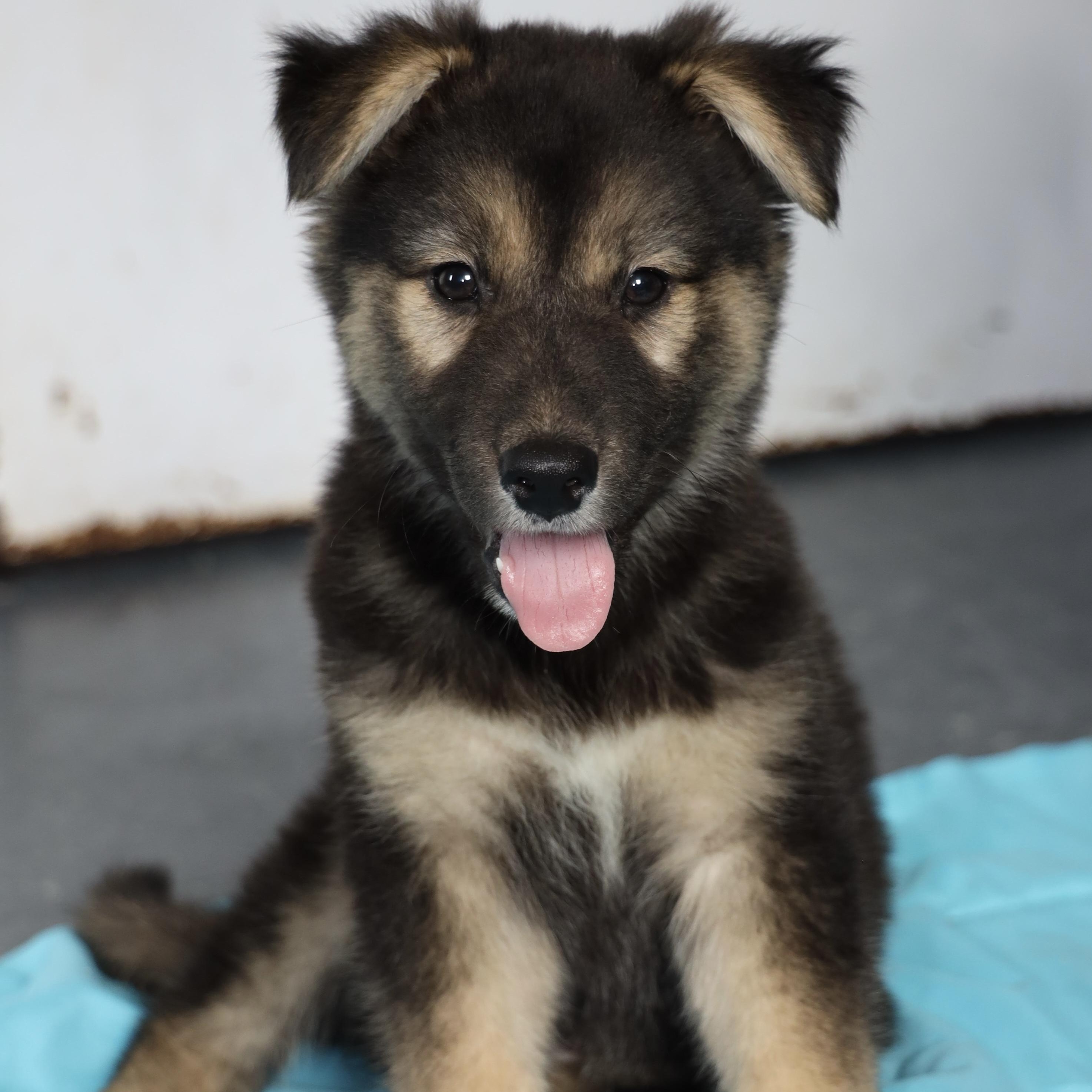 Batman, an adopted mixed breed in Allegan, MI image 2/6