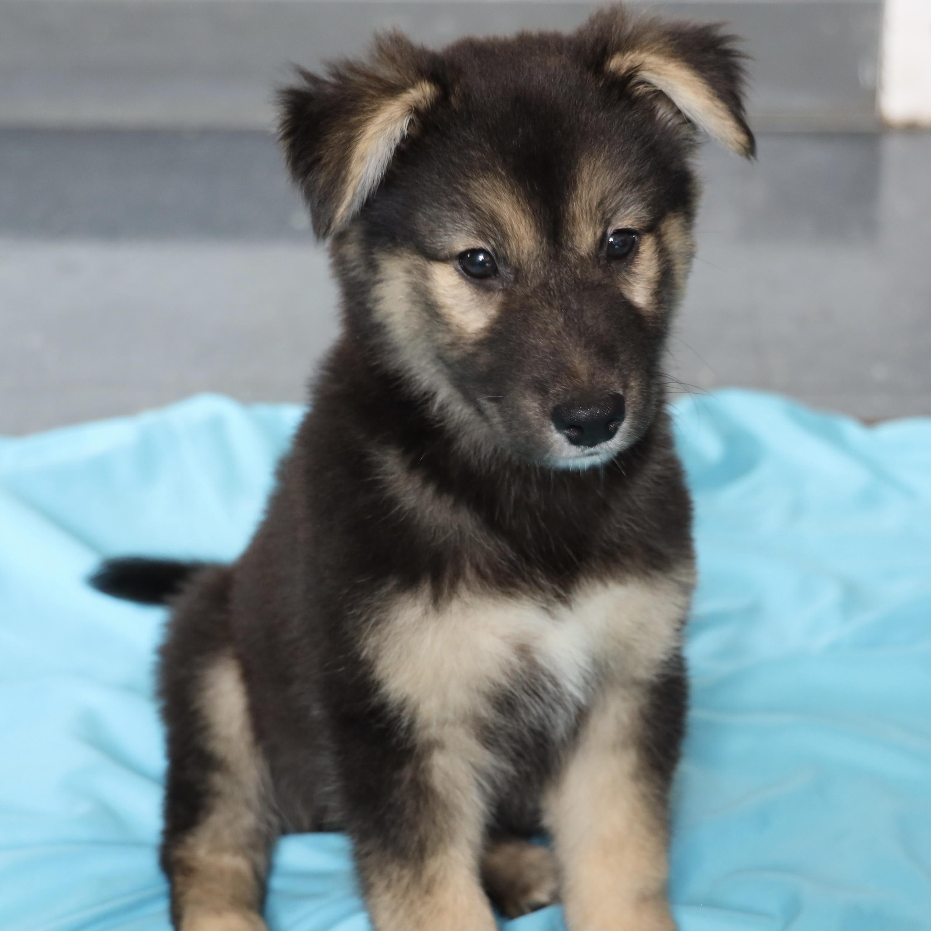 Batman, an adopted mixed breed in Allegan, MI image 5/6