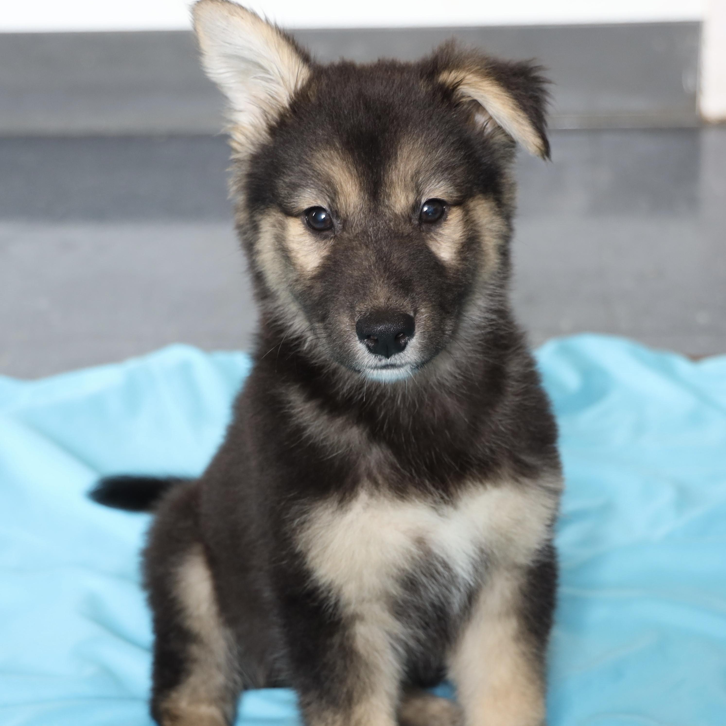 Batman, an adopted mixed breed in Allegan, MI image 1/6
