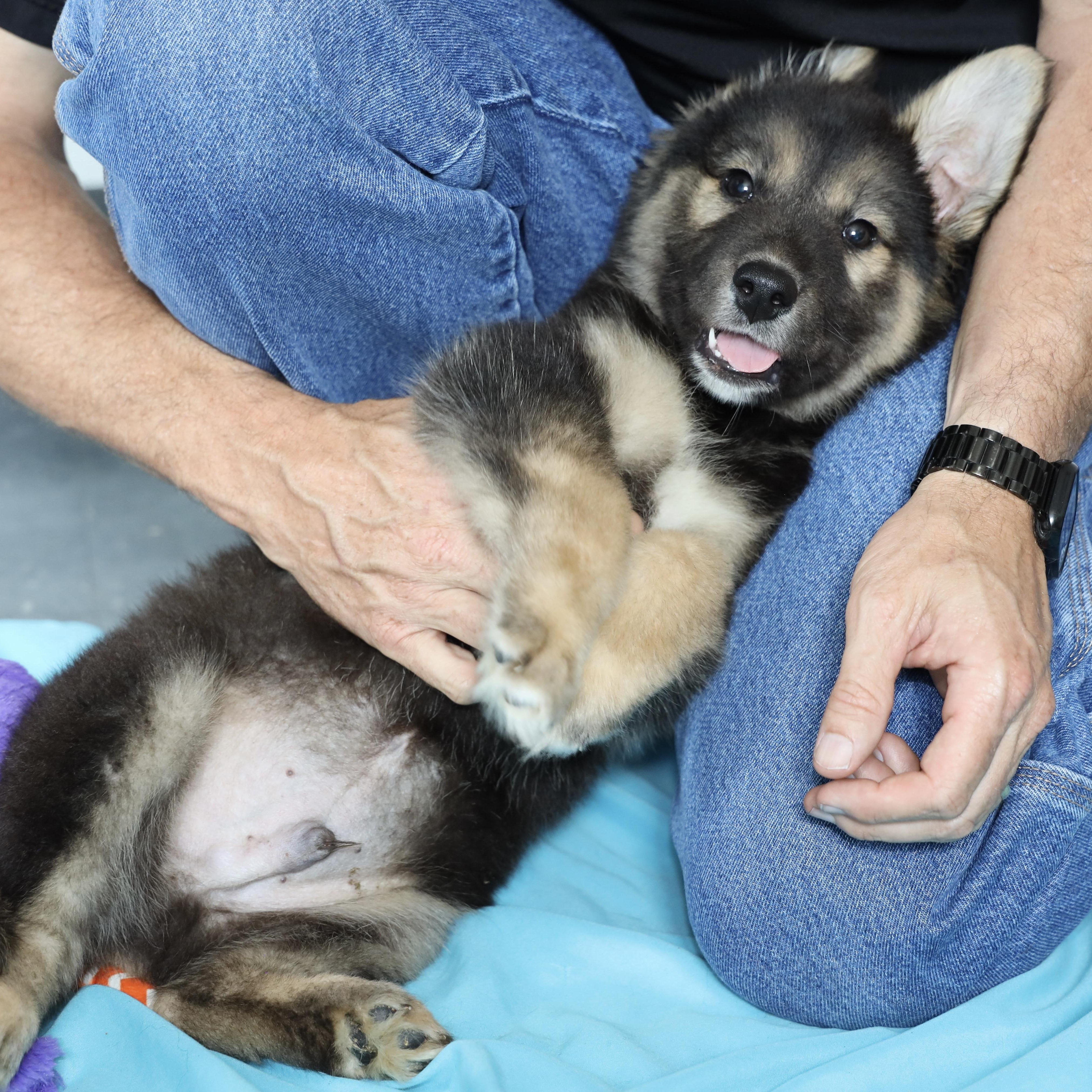 Batman, an adopted mixed breed in Allegan, MI image 3/6
