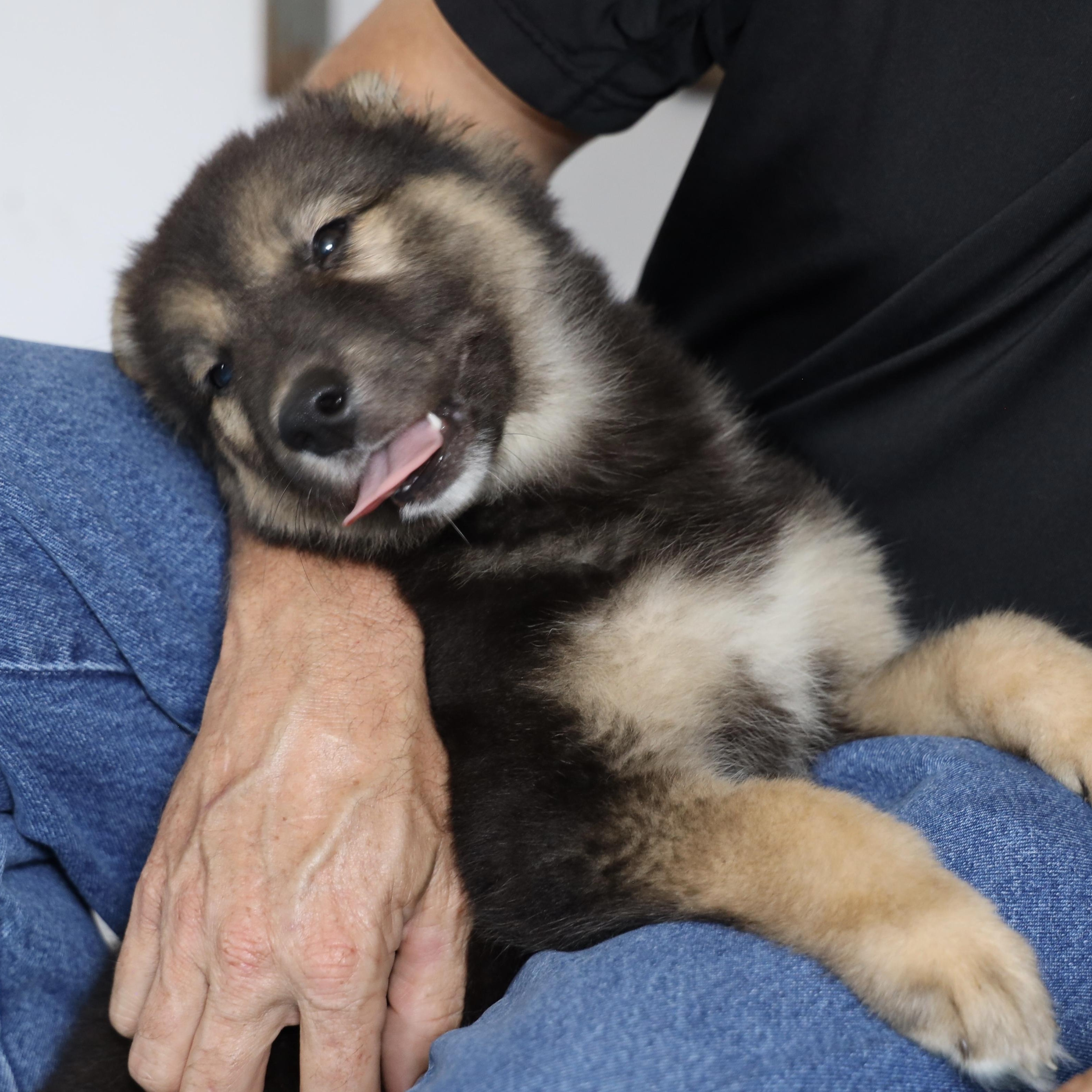 Batman, an adopted mixed breed in Allegan, MI image 6/6