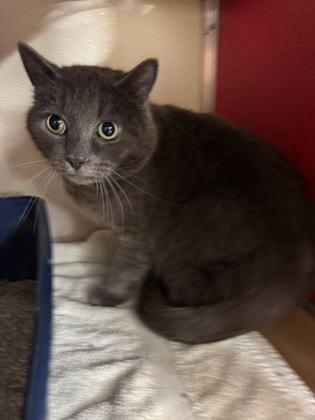 Krew OF124, Adoptable, Adult Male Domestic Short Hair & Domestic Short Hair.