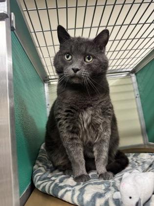 Krew OF124, a Adoptable Domestic Short Hair in Clarks Summit, PA image 2/2
