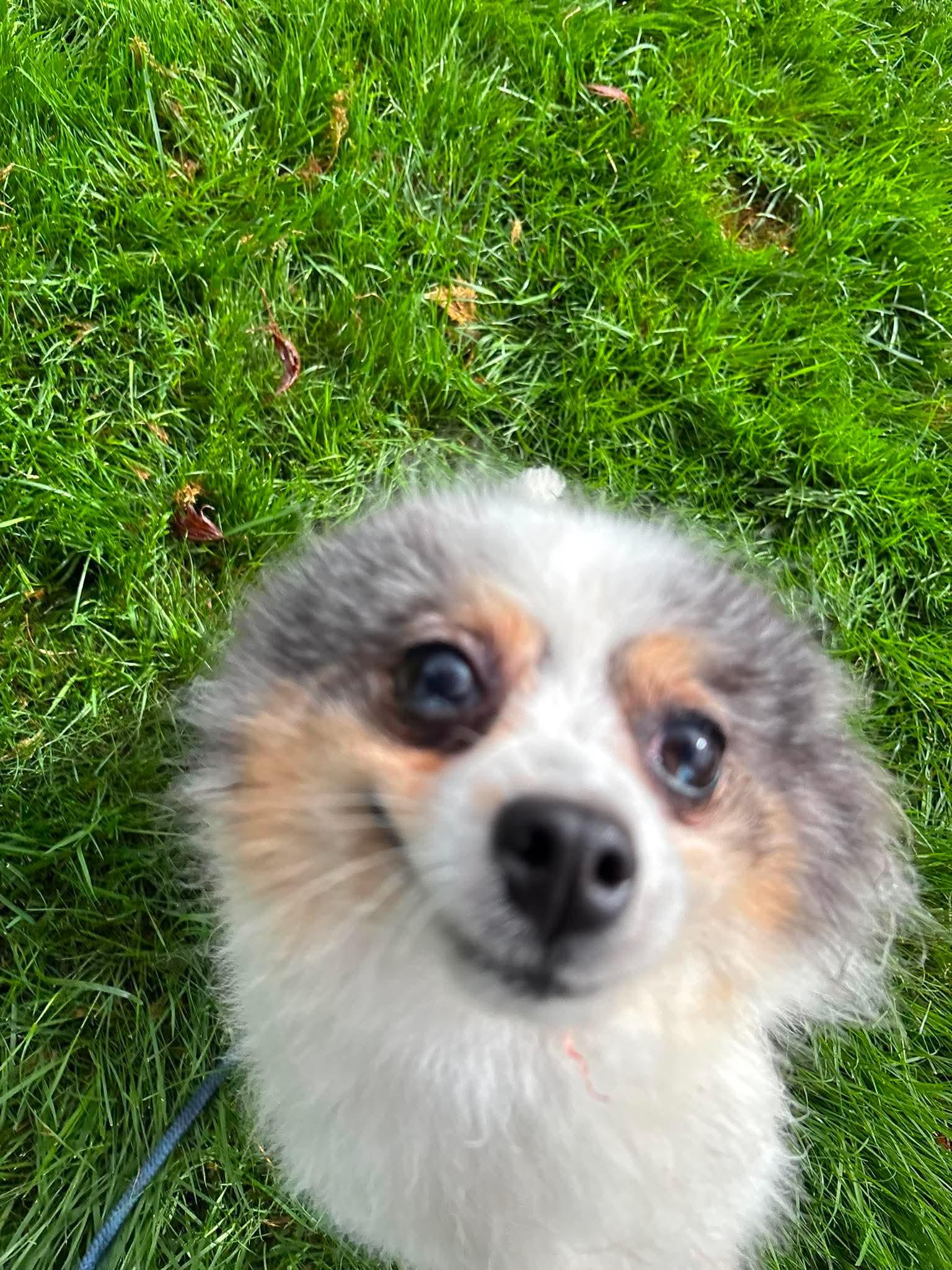Pilot, an adoptable Pomeranian in Tacoma, WA image 5/6