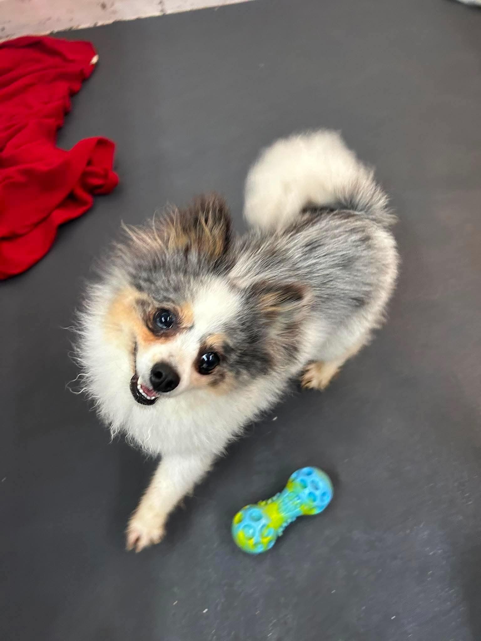 Pilot, an adoptable Pomeranian in Tacoma, WA image 3/6