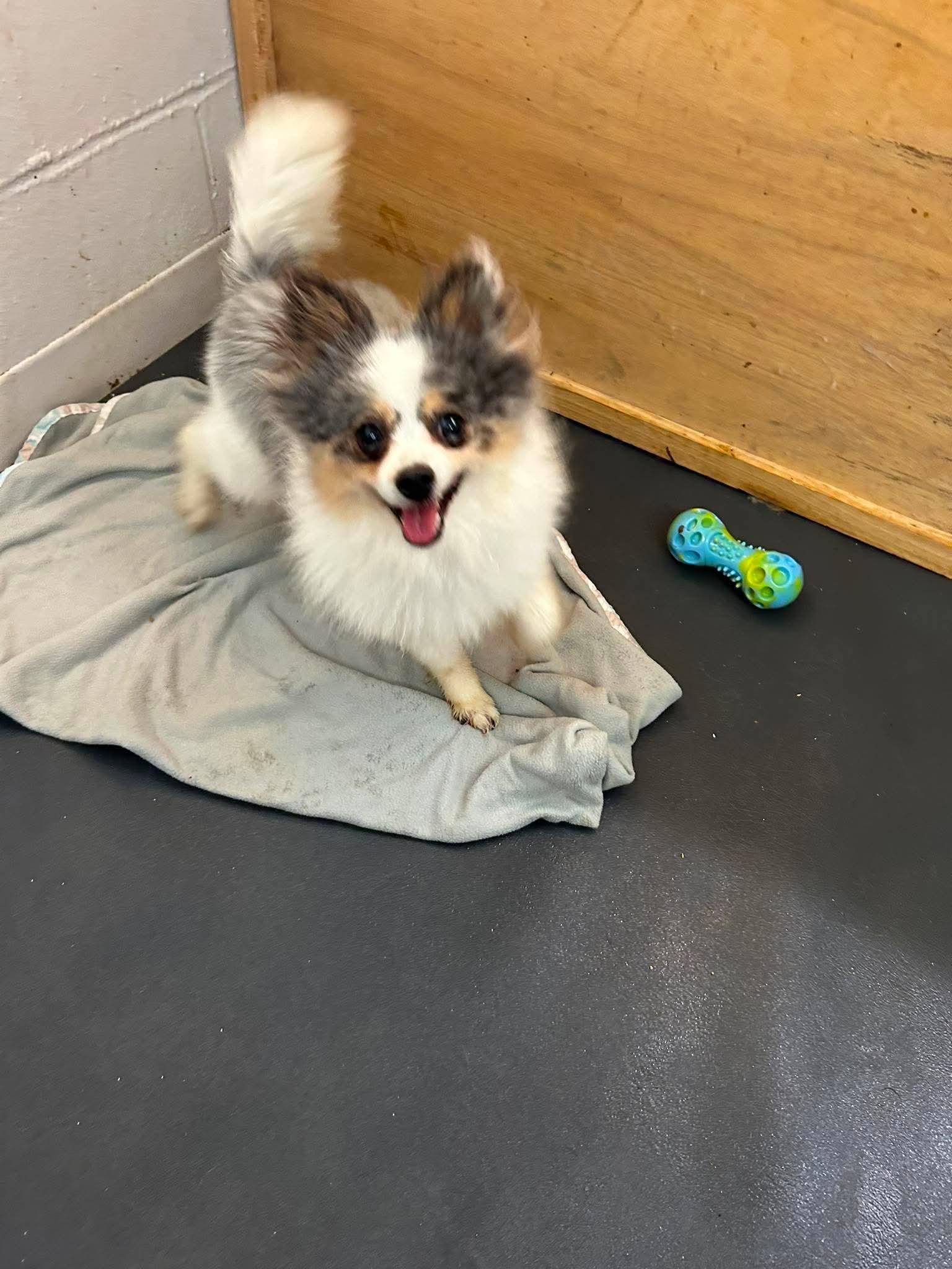 Pilot, an adoptable Pomeranian in Tacoma, WA image 4/6