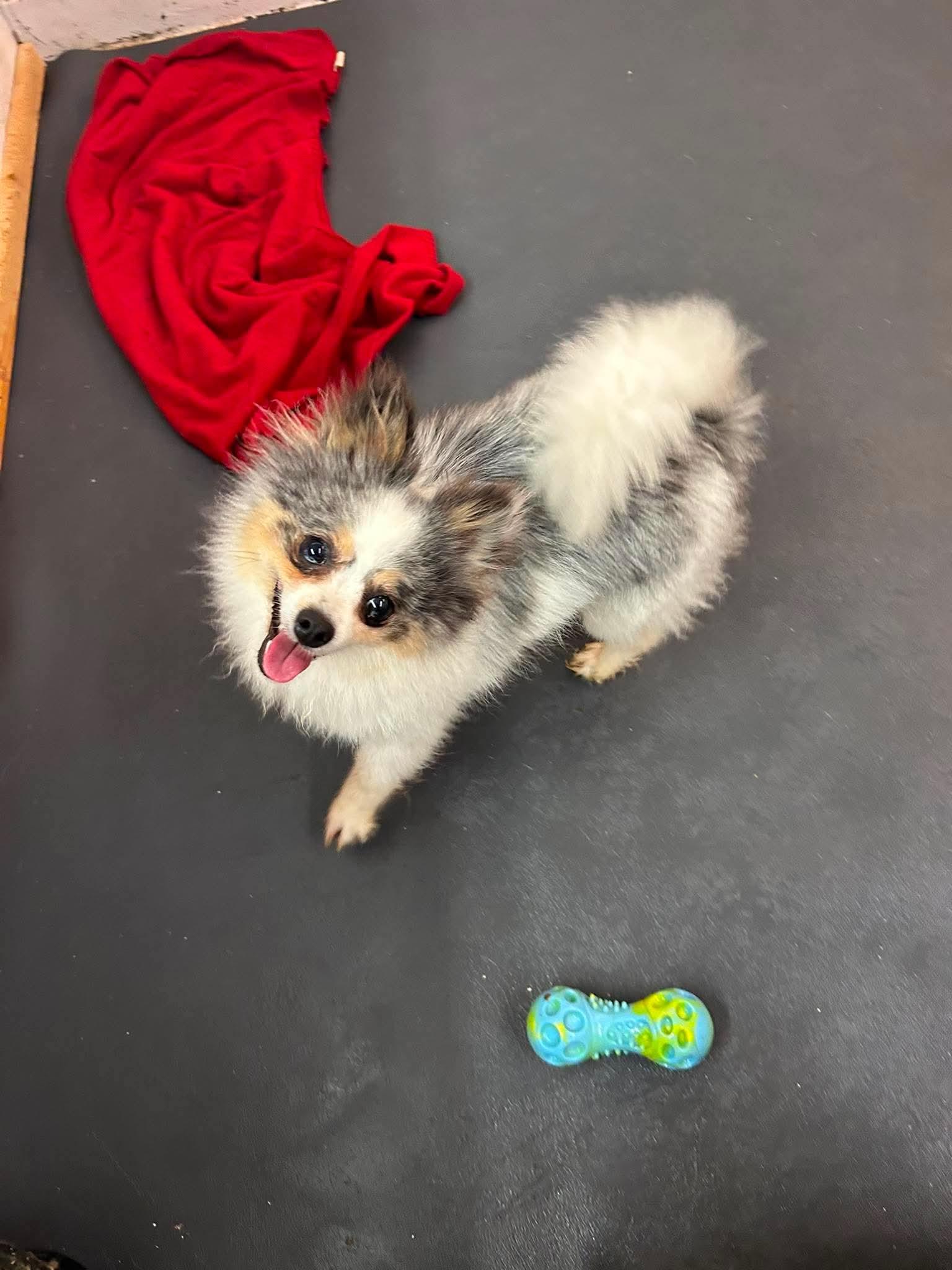 Pilot, an adoptable Pomeranian in Tacoma, WA image 2/6