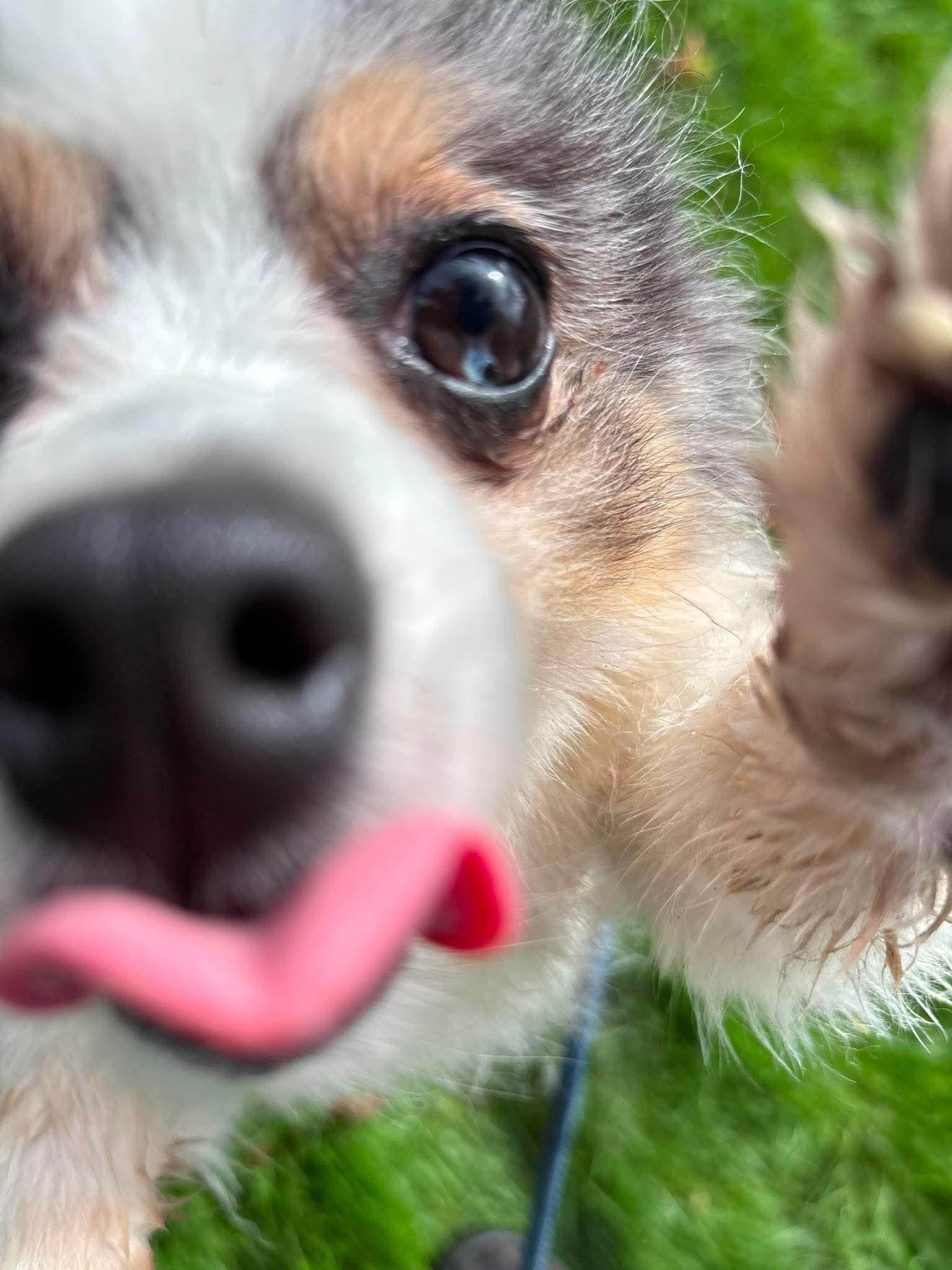 Pilot, an adoptable Pomeranian in Tacoma, WA image 6/6