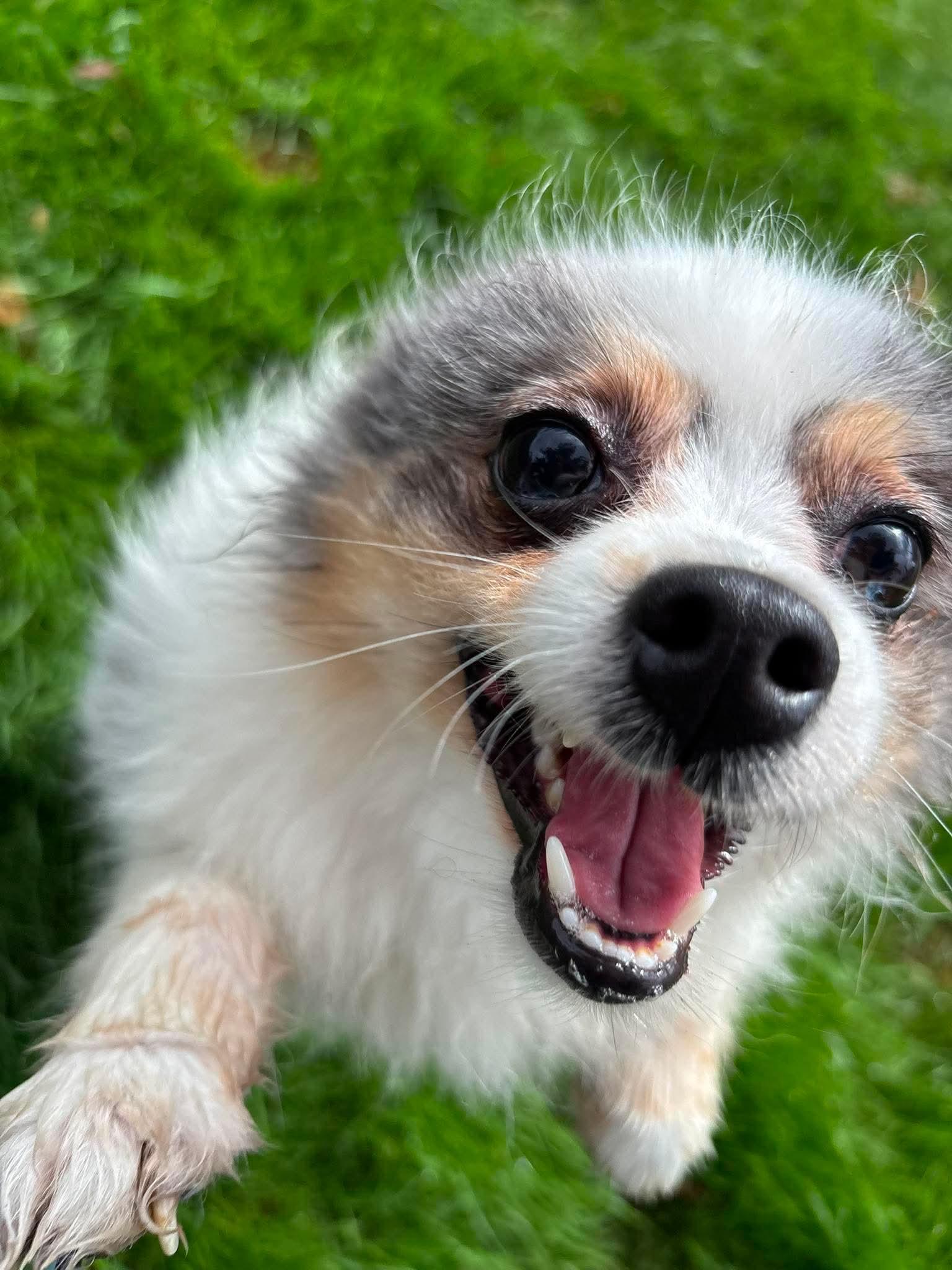Pilot, an adoptable Pomeranian in Tacoma, WA image 1/6