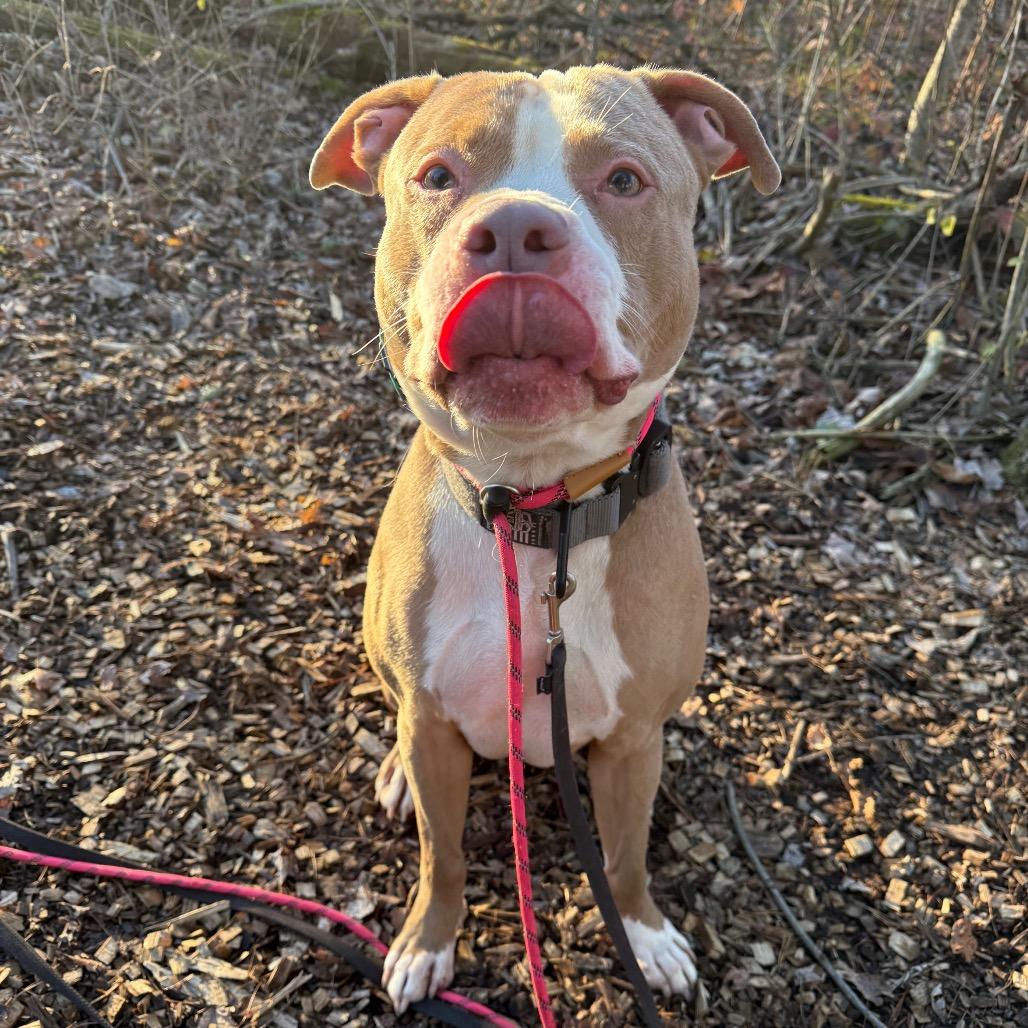 7 Brew 165, Adoptable, Adult Male Pit Bull Terrier & Mixed Breed.