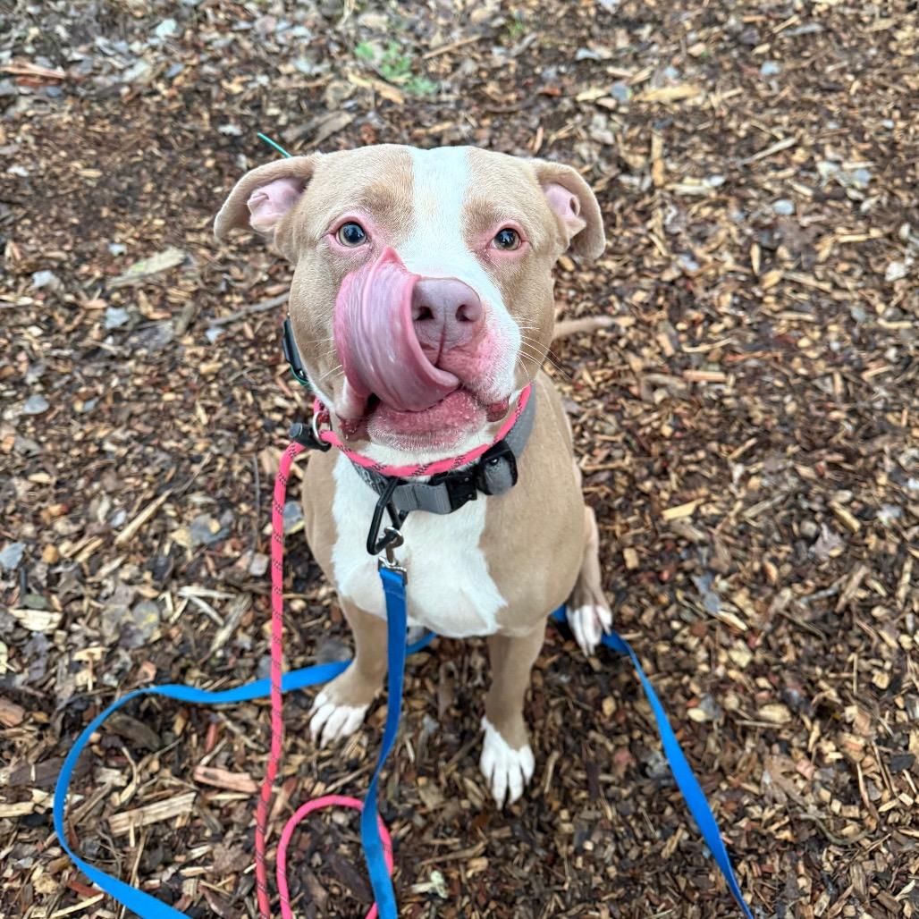 7 Brew 165, a Adoptable mixed breed in Canastota, NY image 2/6