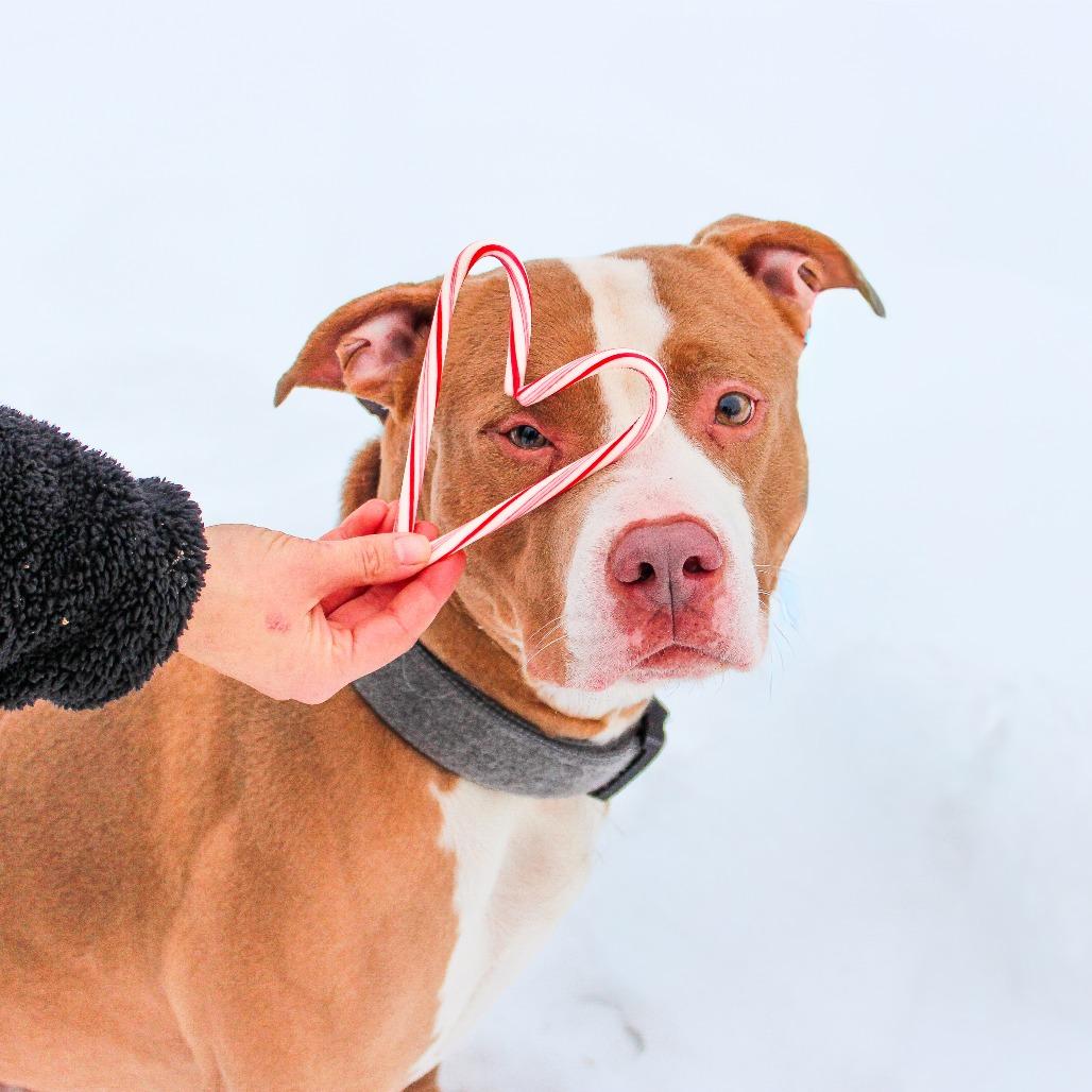 7 Brew 165, a Adoptable mixed breed in Canastota, NY image 3/6