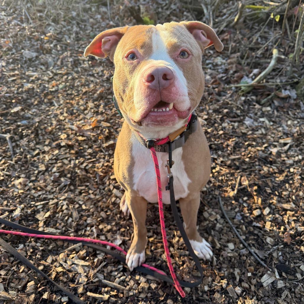 7 Brew 165, a Adoptable mixed breed in Canastota, NY image 4/6