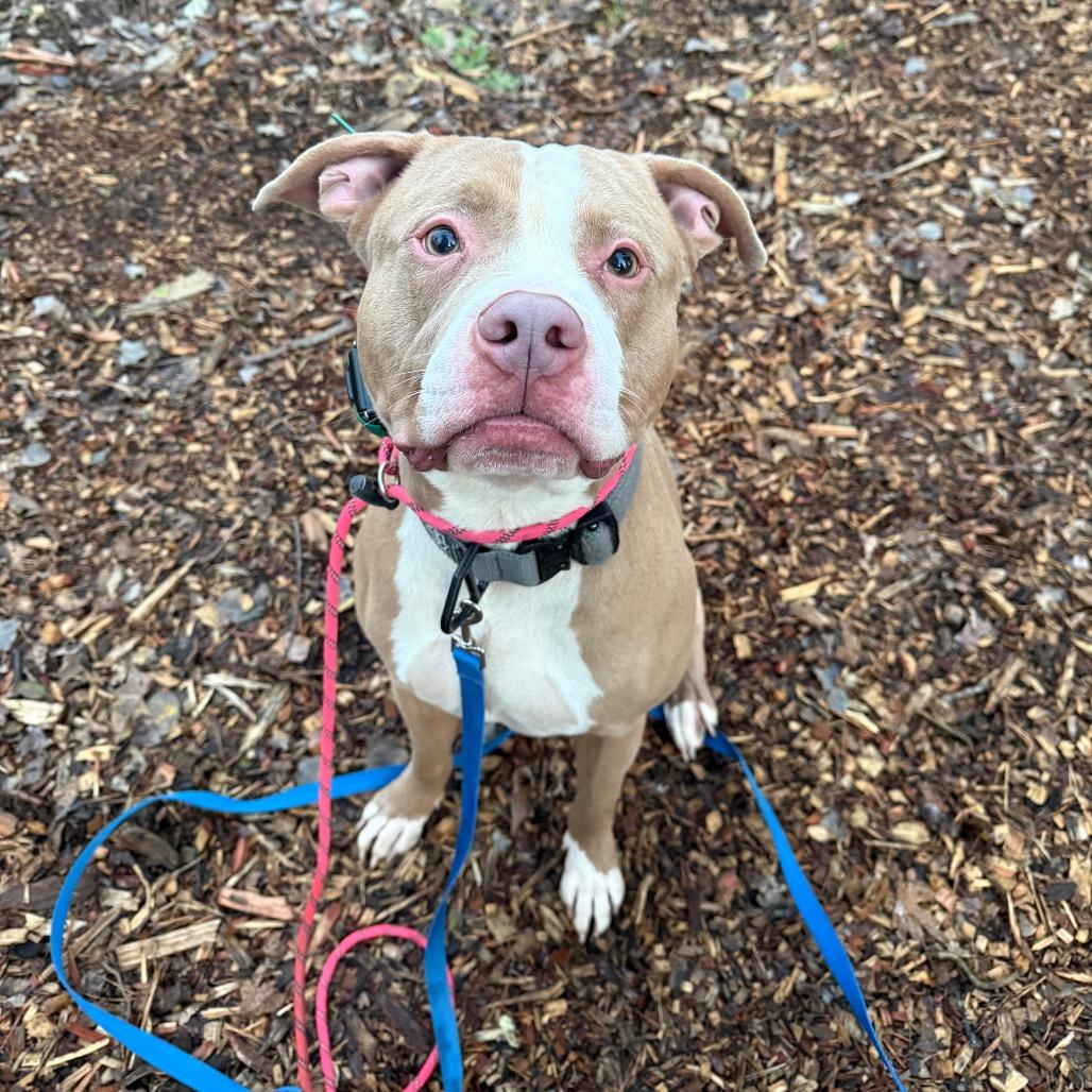 7 Brew 165, a Adoptable mixed breed in Canastota, NY image 5/6